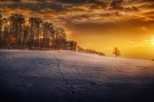 evening snow landscape trees 1574939591