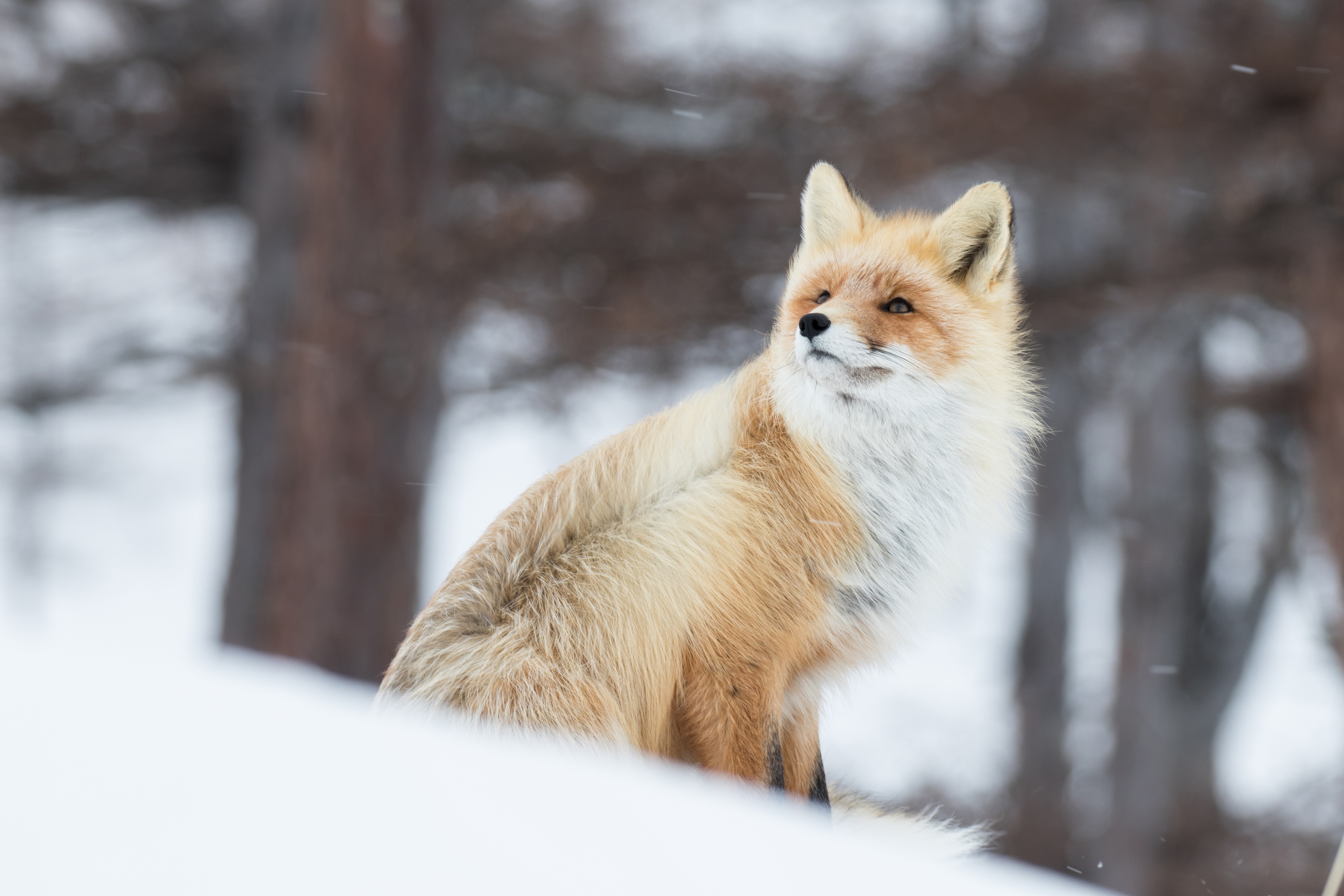 fox in snow 1574939442