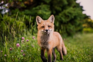 fox looking towards camera 1574938070