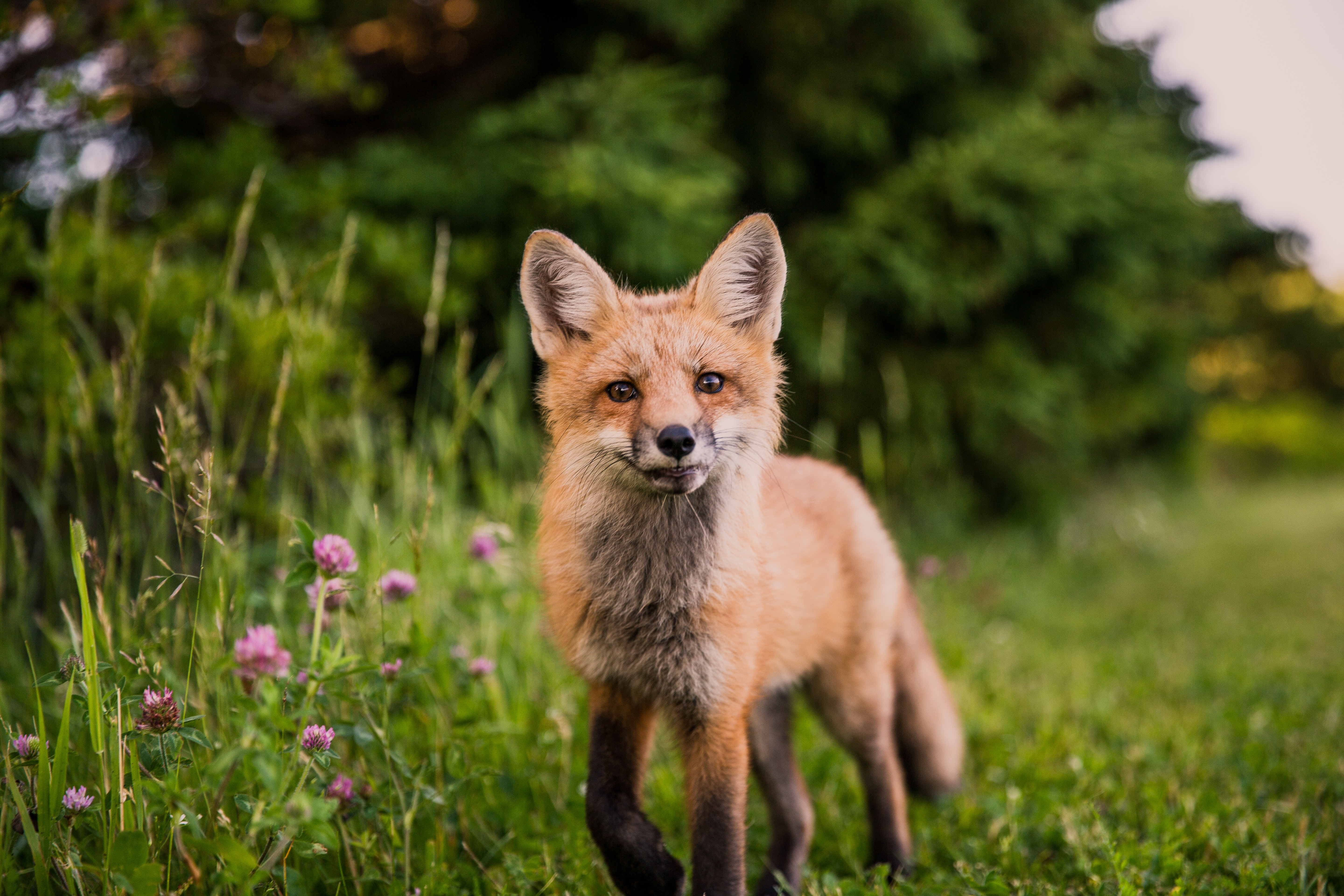 fox looking towards camera 1574938070