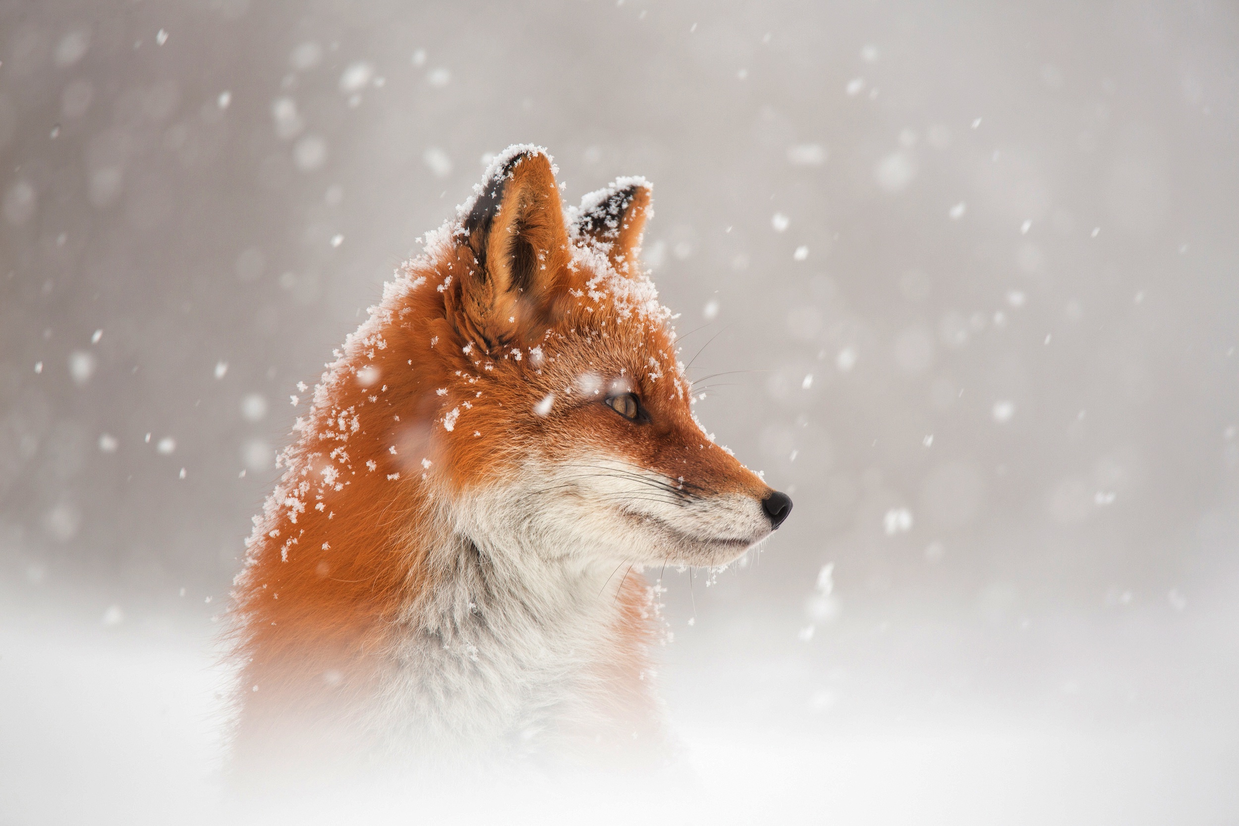 Wallpaper 4k Fox Snow