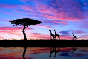 giraffe evening silhouette 1574938016