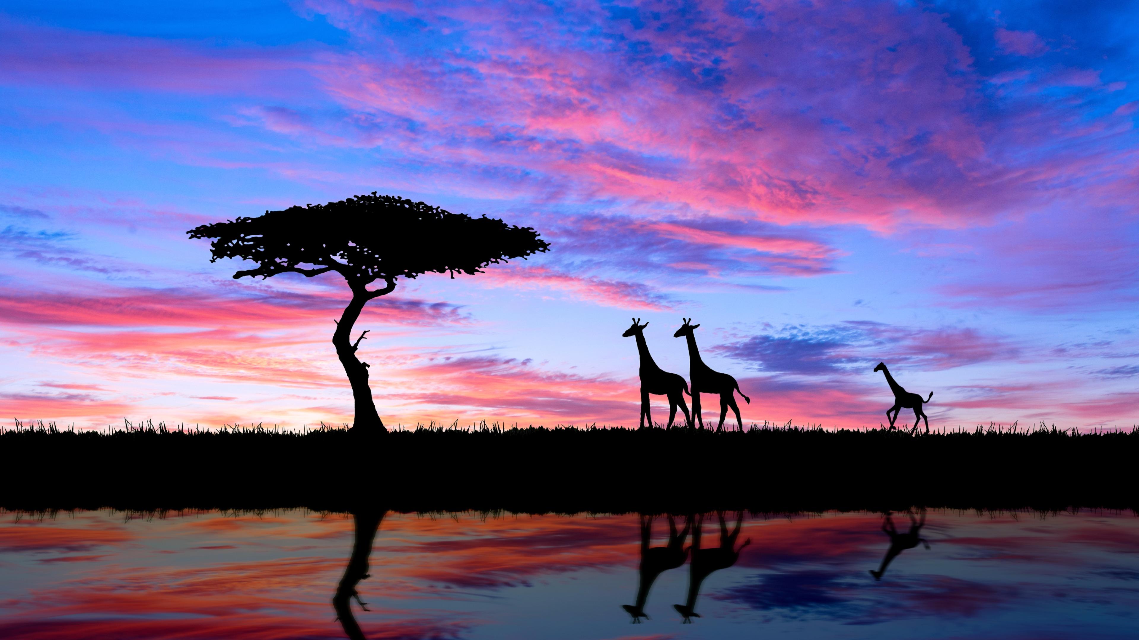 giraffe evening silhouette 1574938016