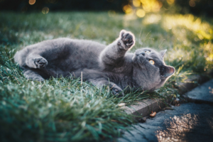 gray cat in grass 1574938198