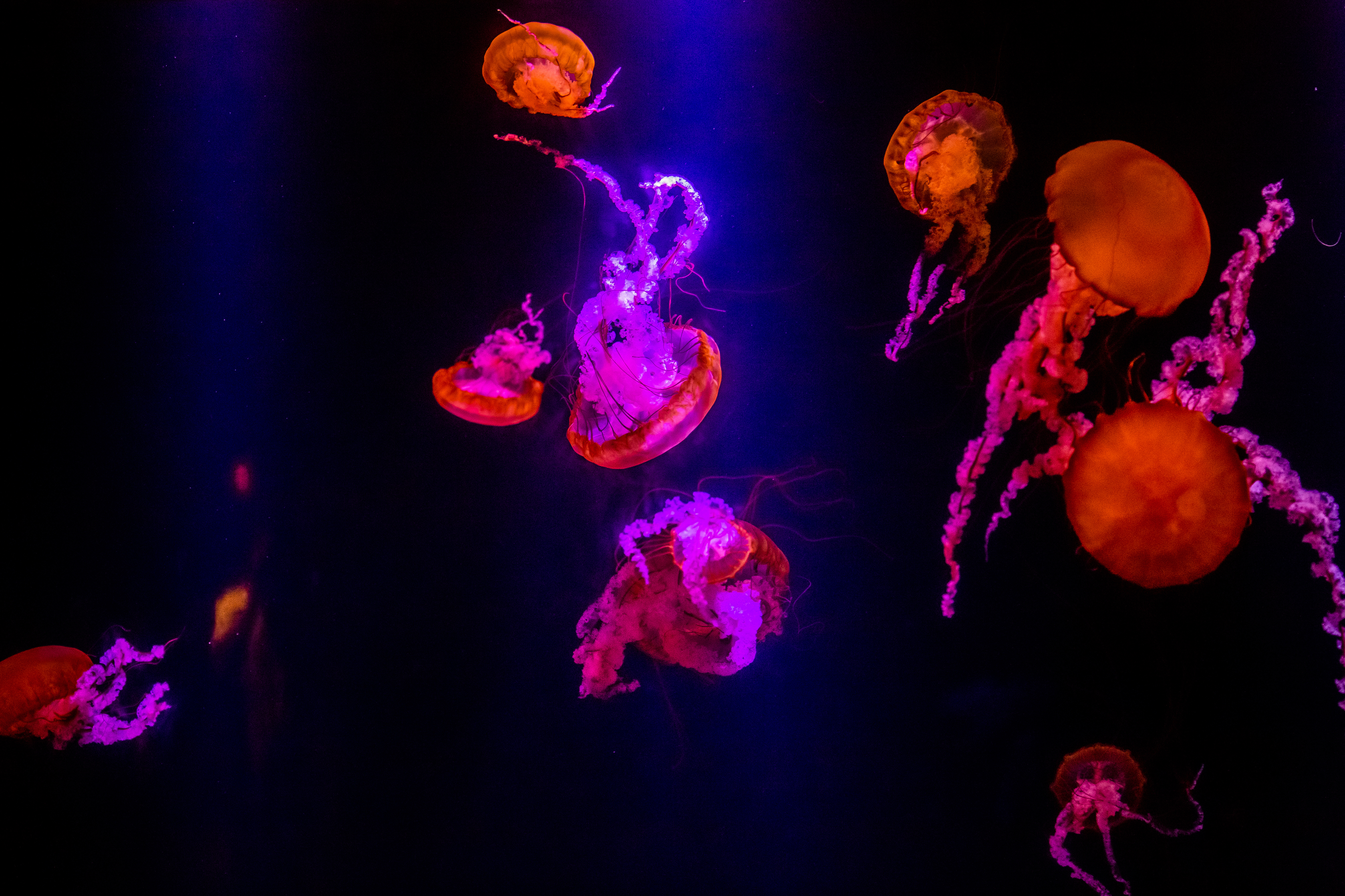 jellyfishes underwater 1574938210