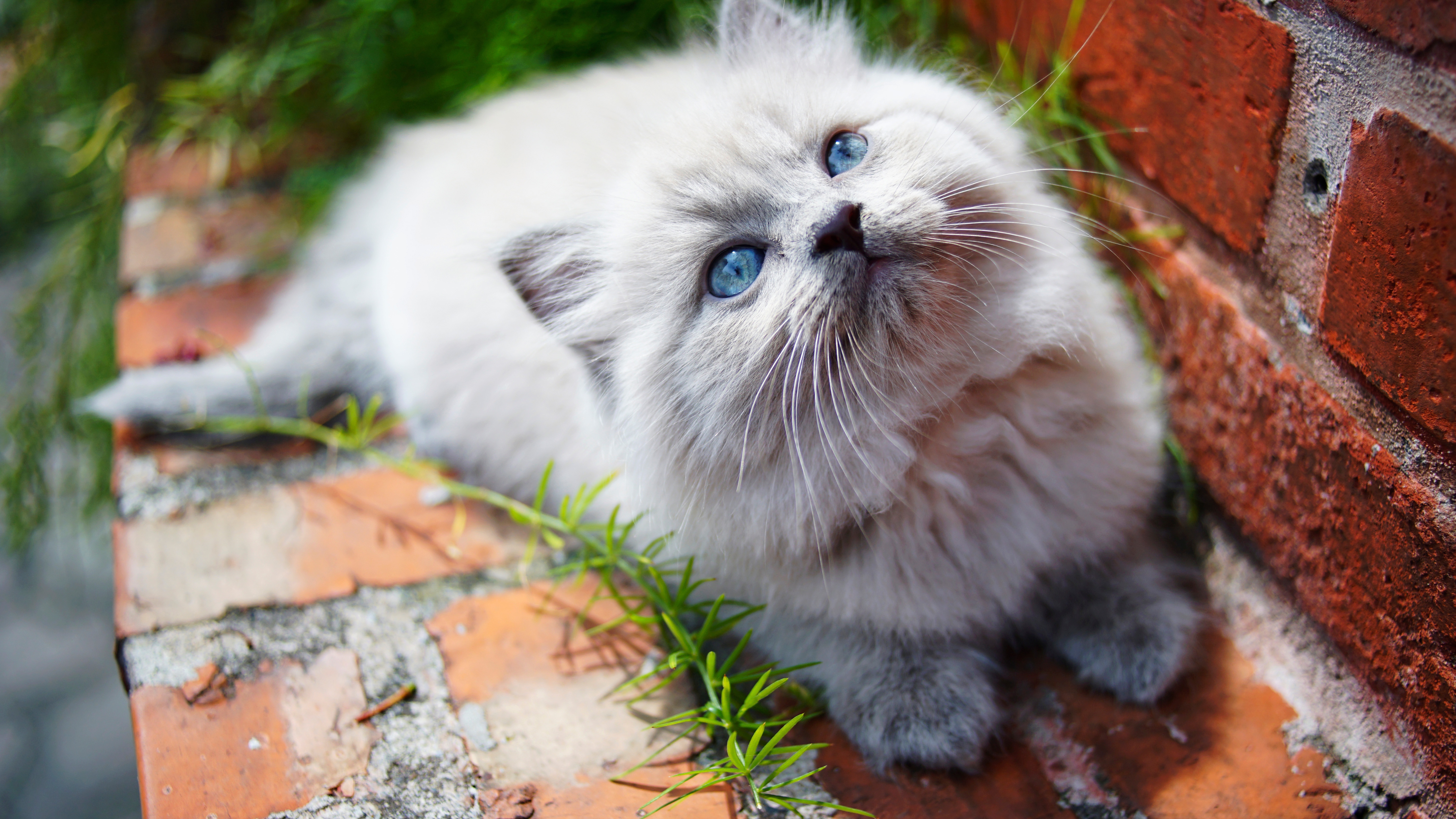 kitty blue eyes 1574938058