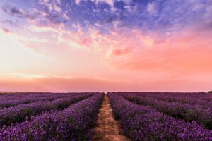 lavender field under pink sky 1574937360