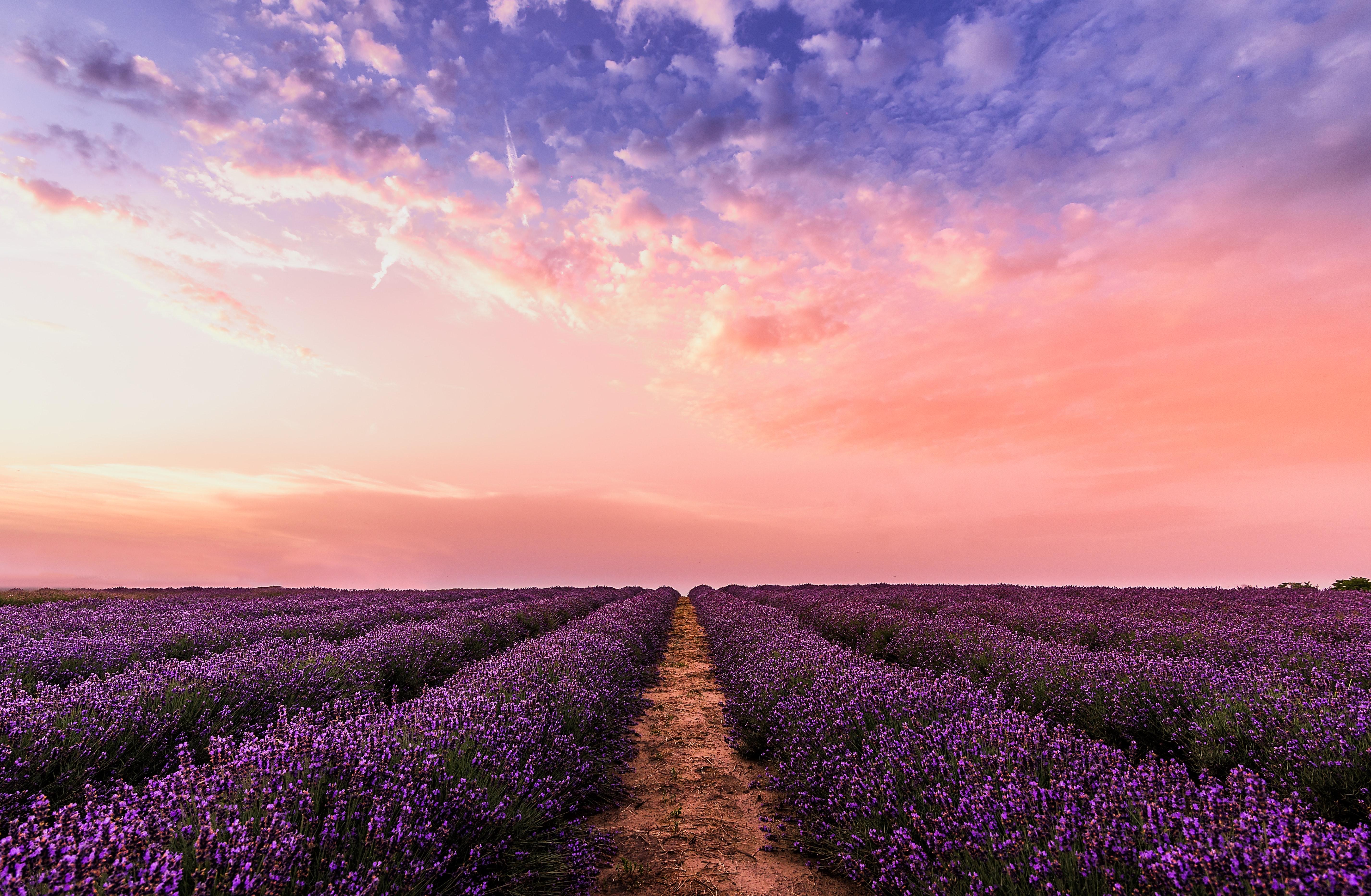 lavender field under pink sky 1574937360