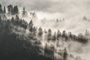 mist winter trees in mountains 1574937876