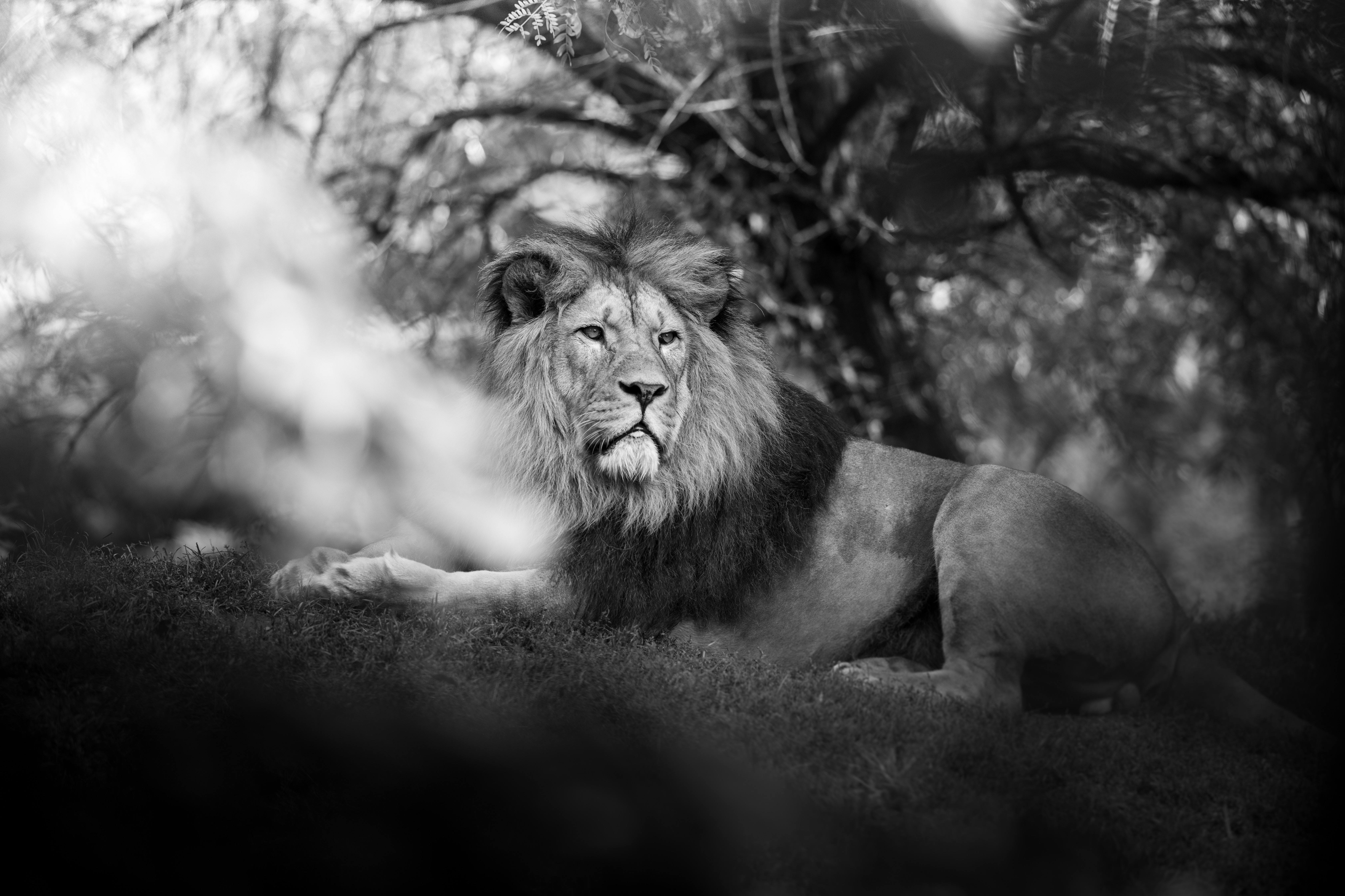 monochrome lion 1574938079