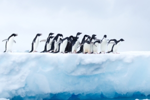 penguins in antarctica 1574938217