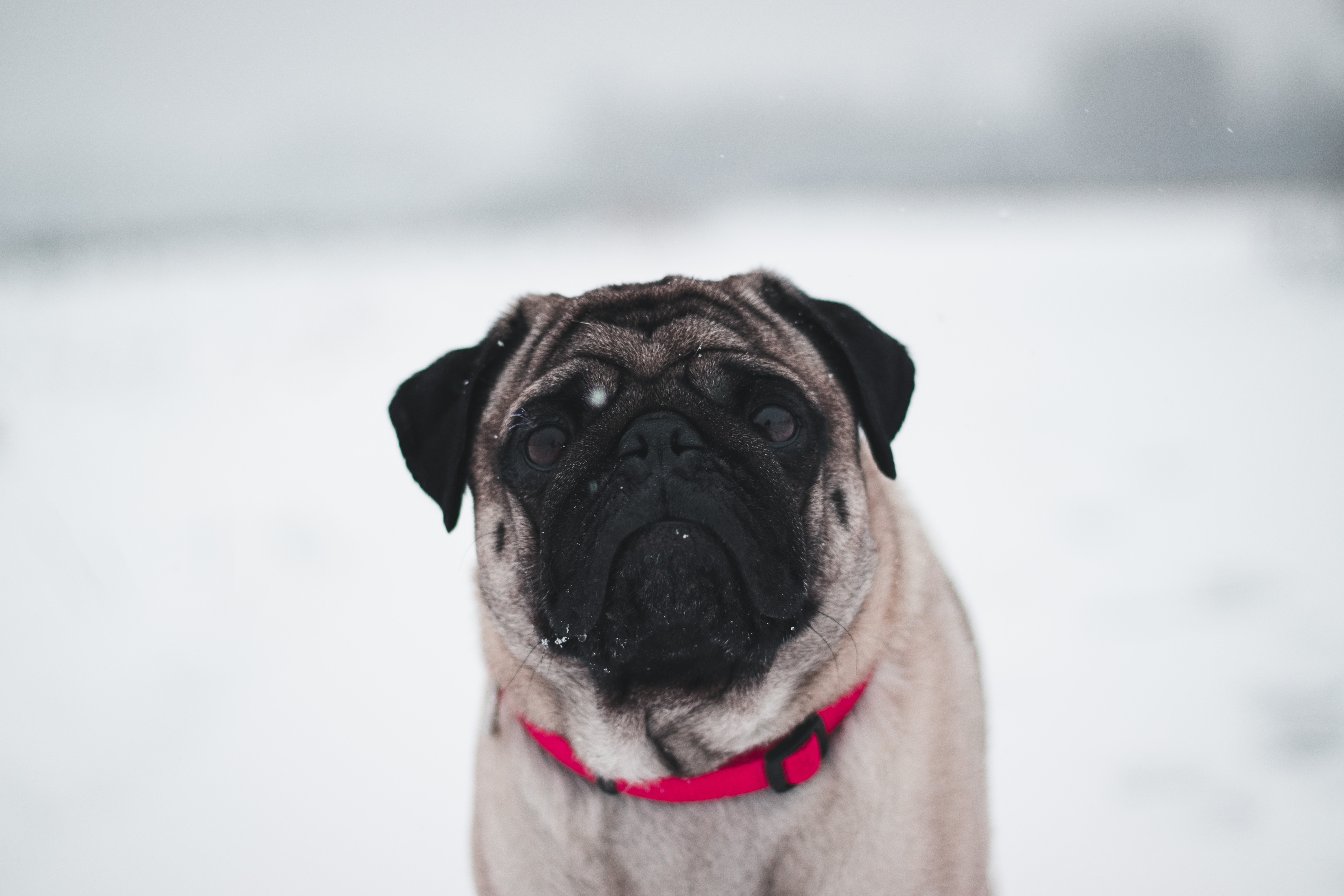 pug in snow 1574937981