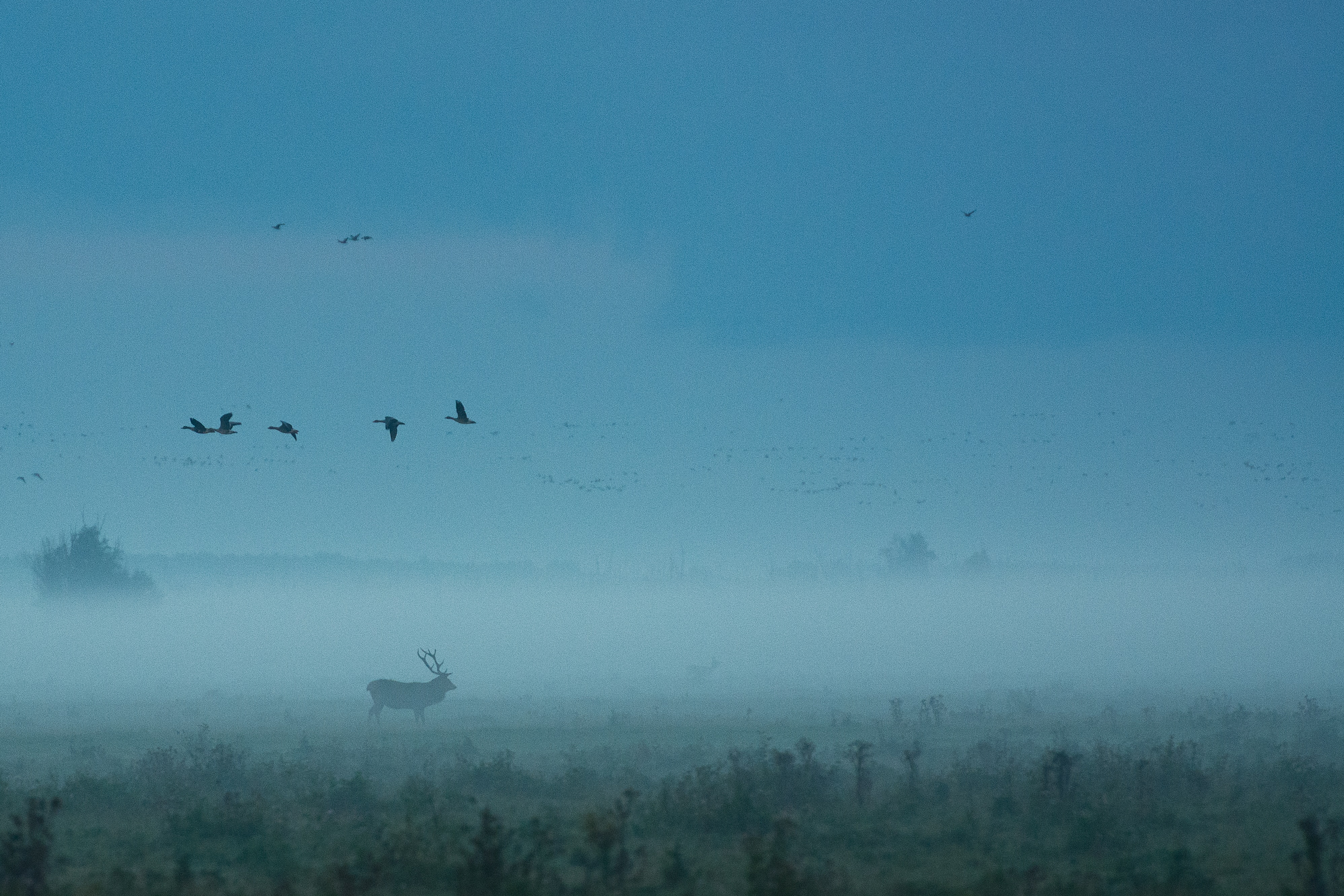 red deer fog mist 1574938131