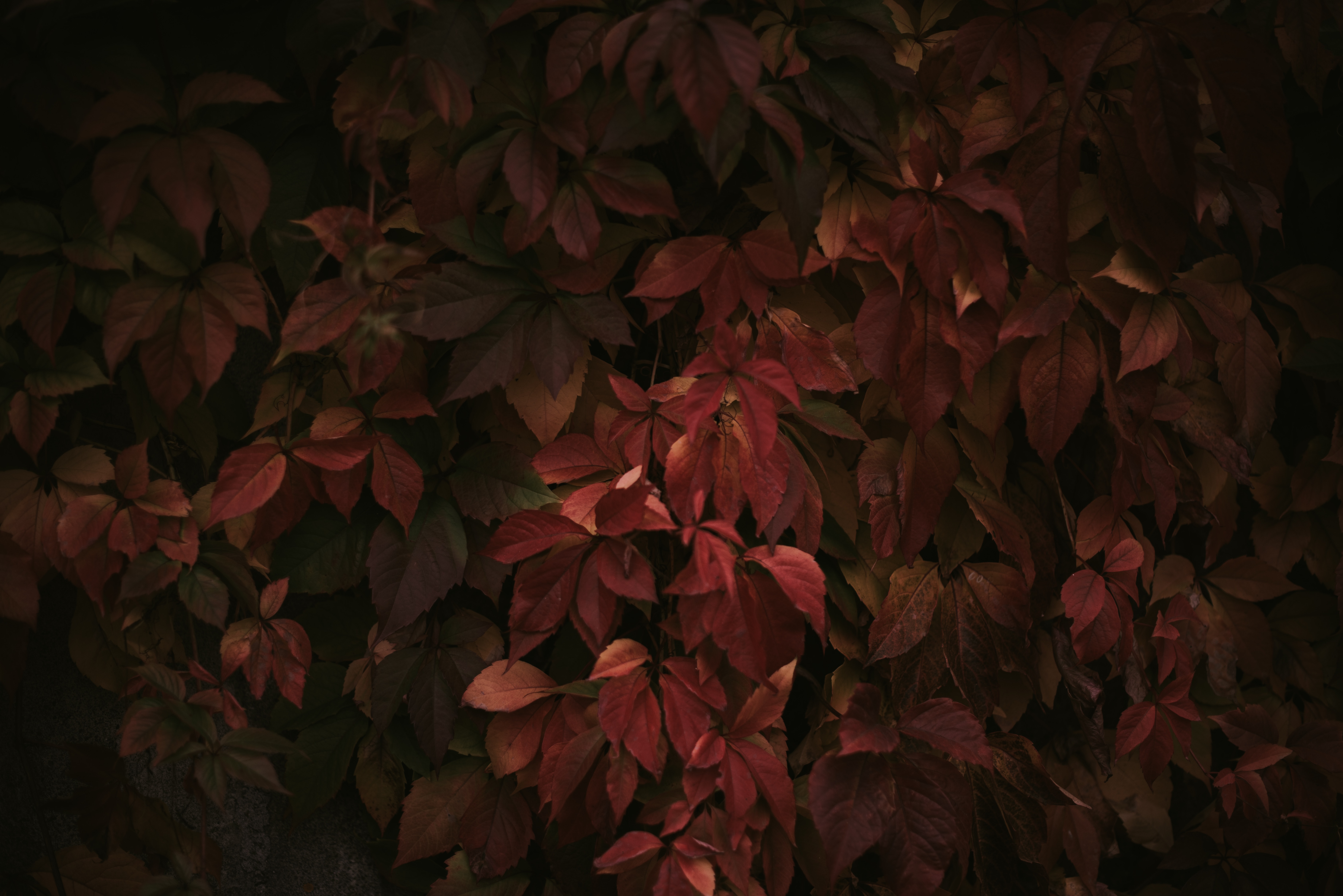 red leaves 1574937888