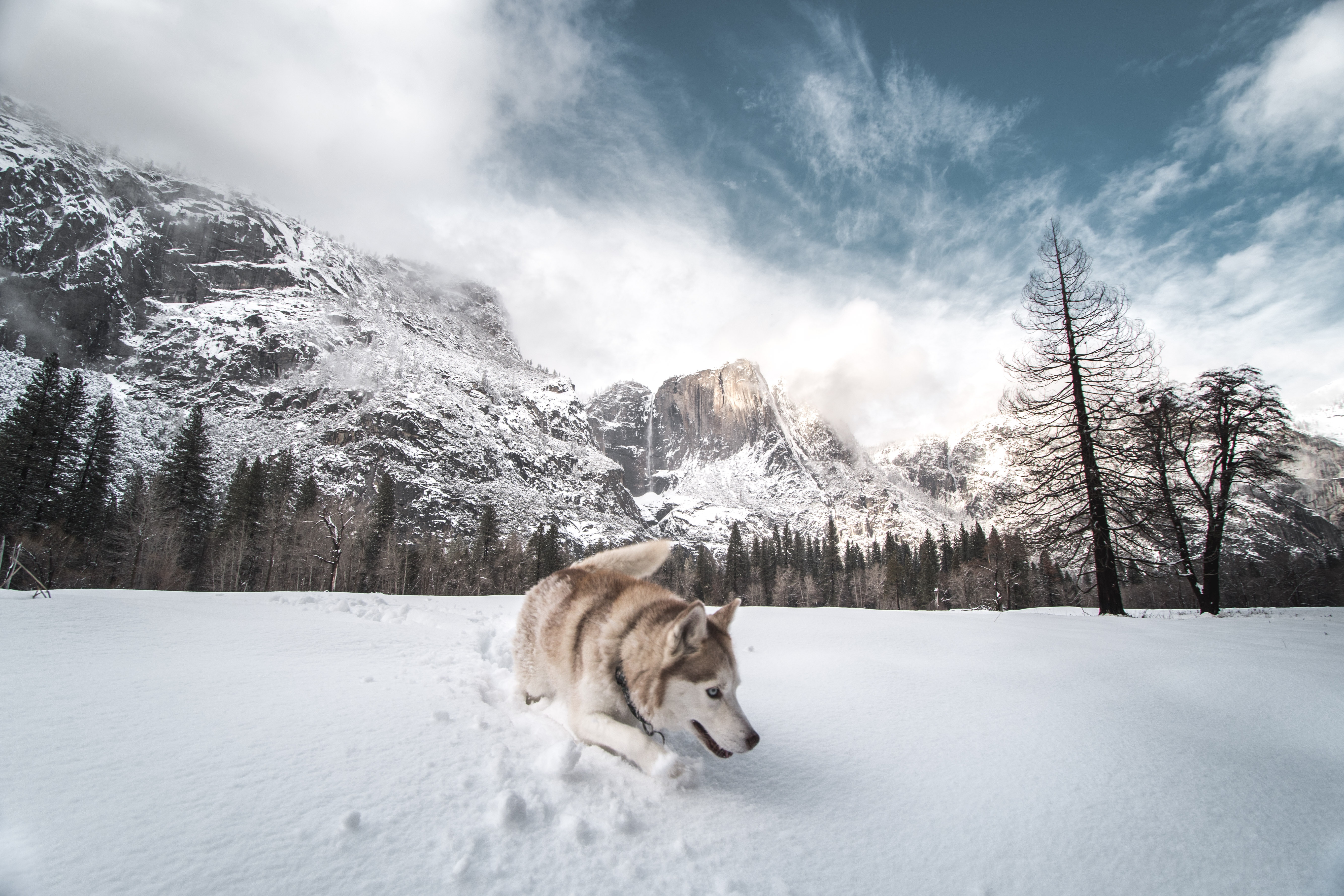 siberian husky in snow 1574938025