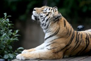 siberian tiger 1574938014