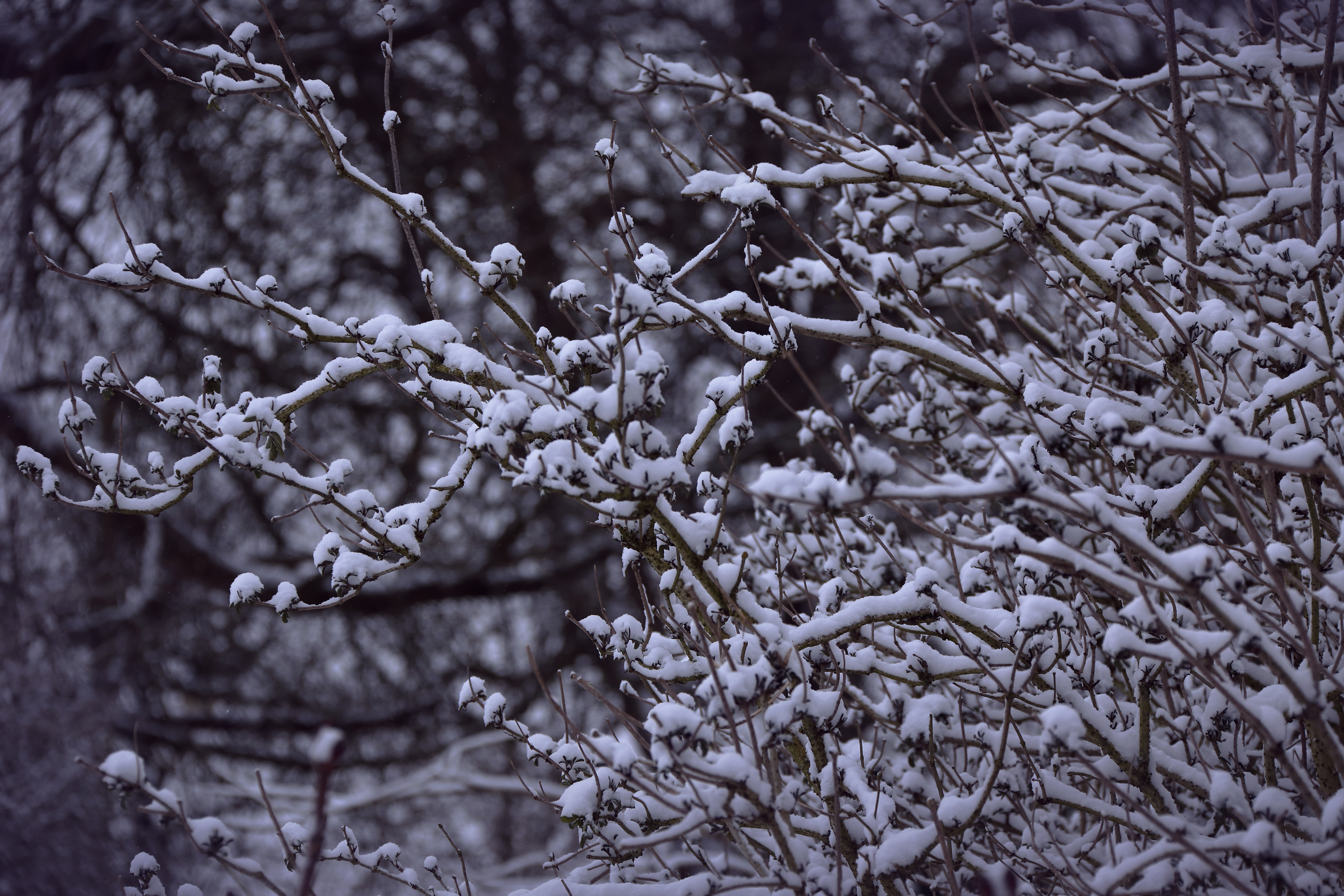 snowy branches 1574939581