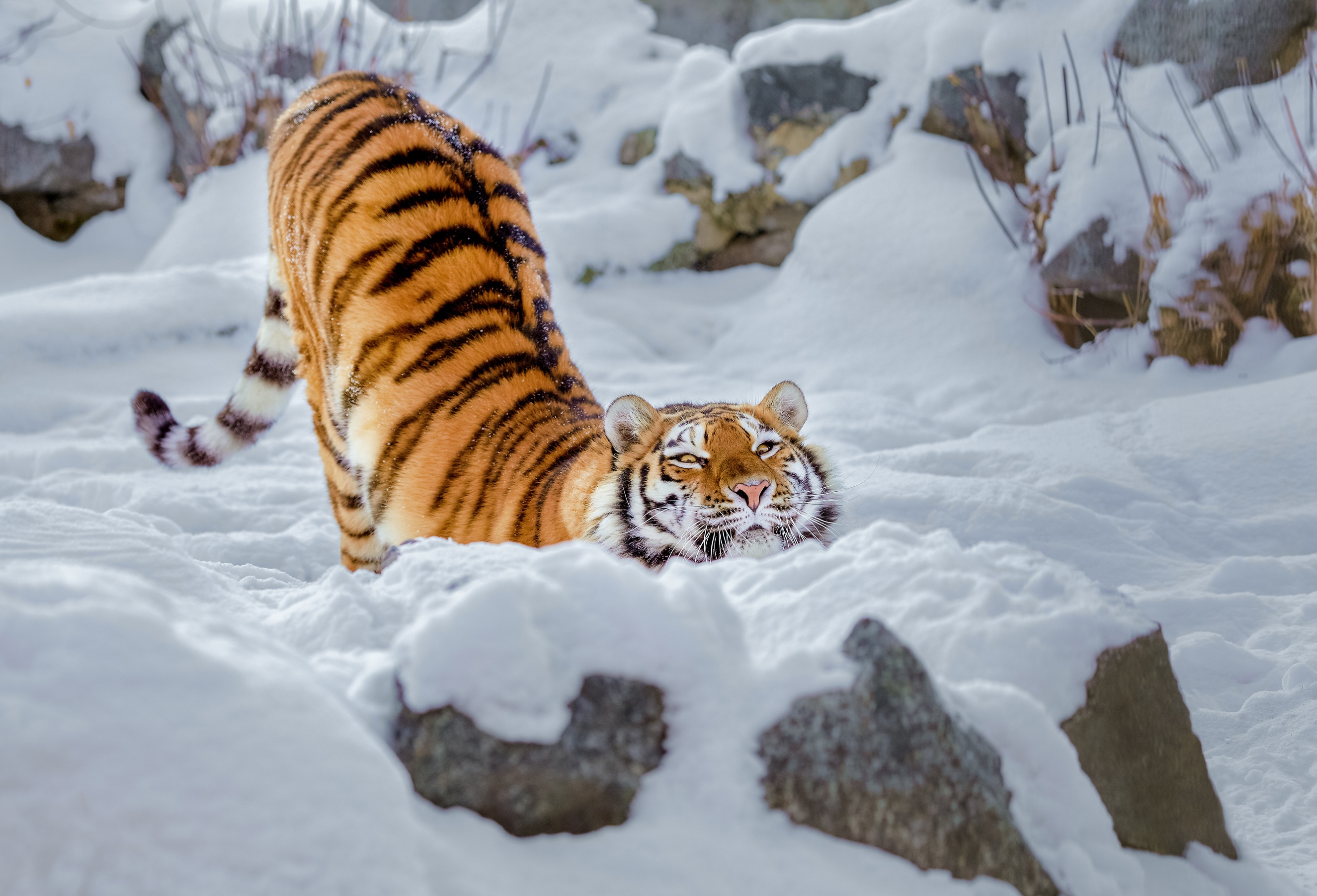 tiger snow 1574939421