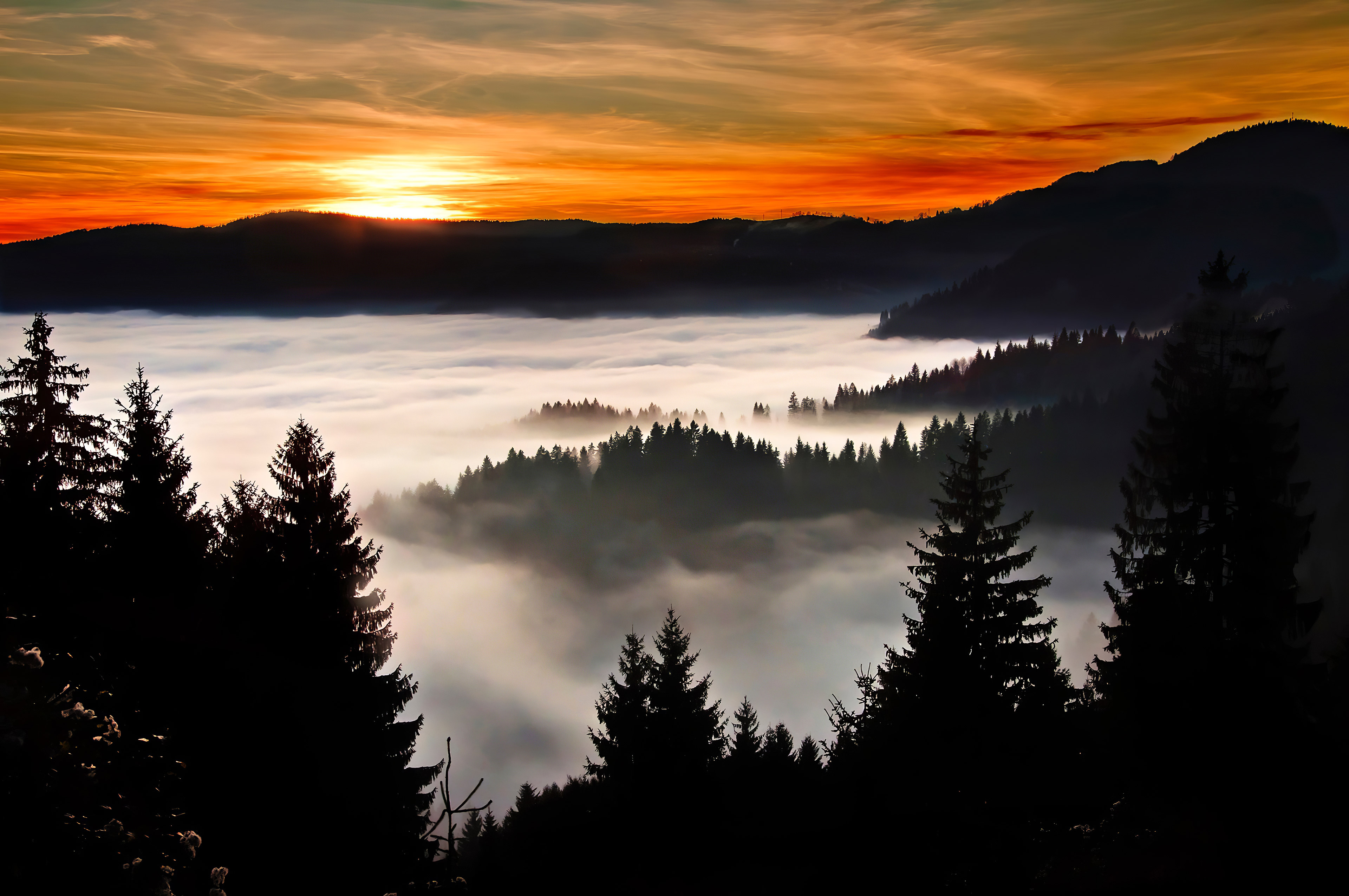 trees covered in clouds 1574937482