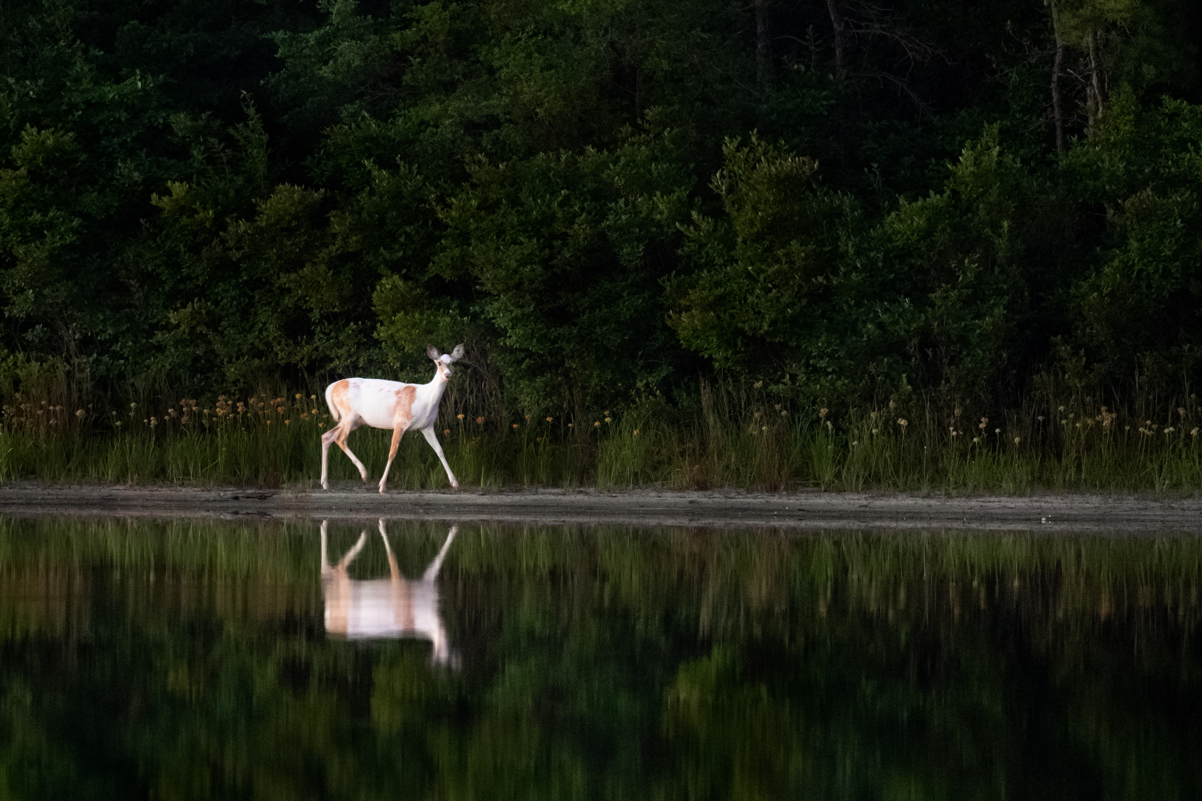 white deer 1574938037