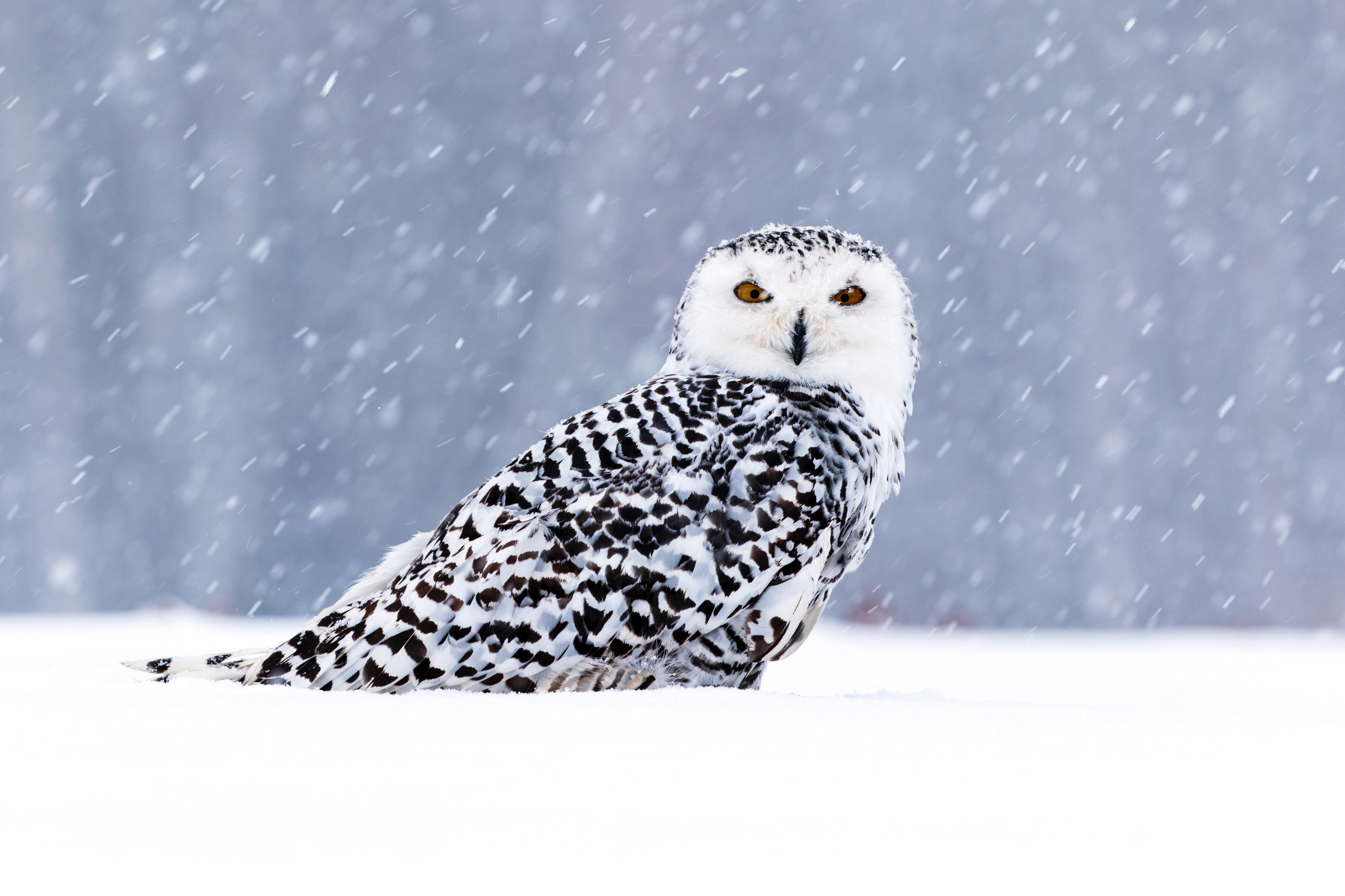 white owl in snow 1574939460