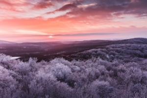 winter trees nature 1574937484