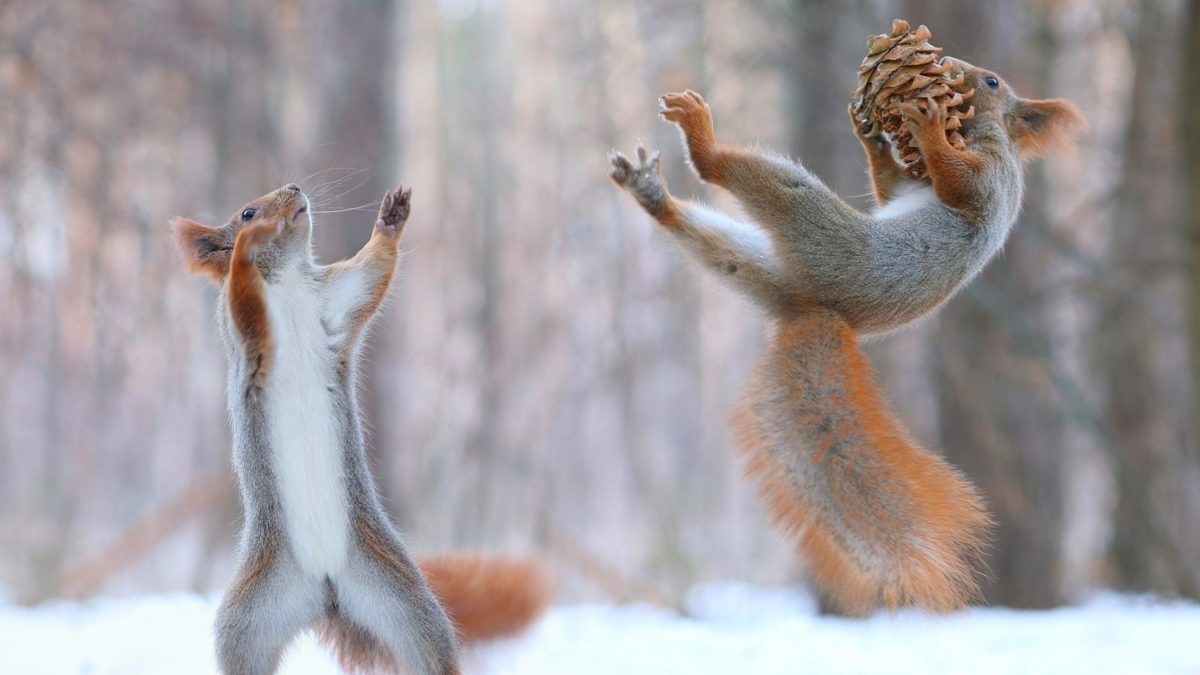 squirrels having fun in snow 1575663191