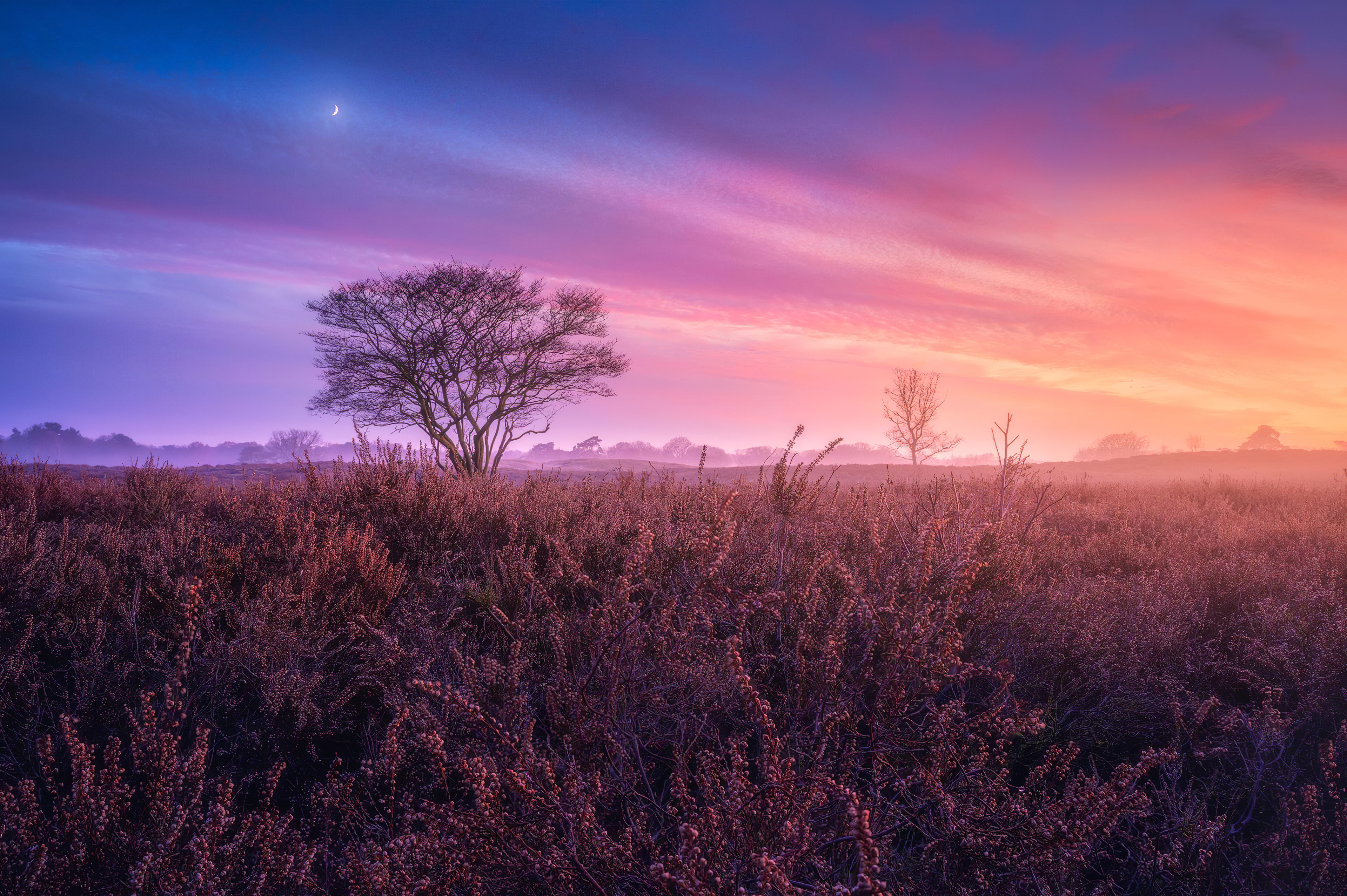 alone tree sunset 1579381298