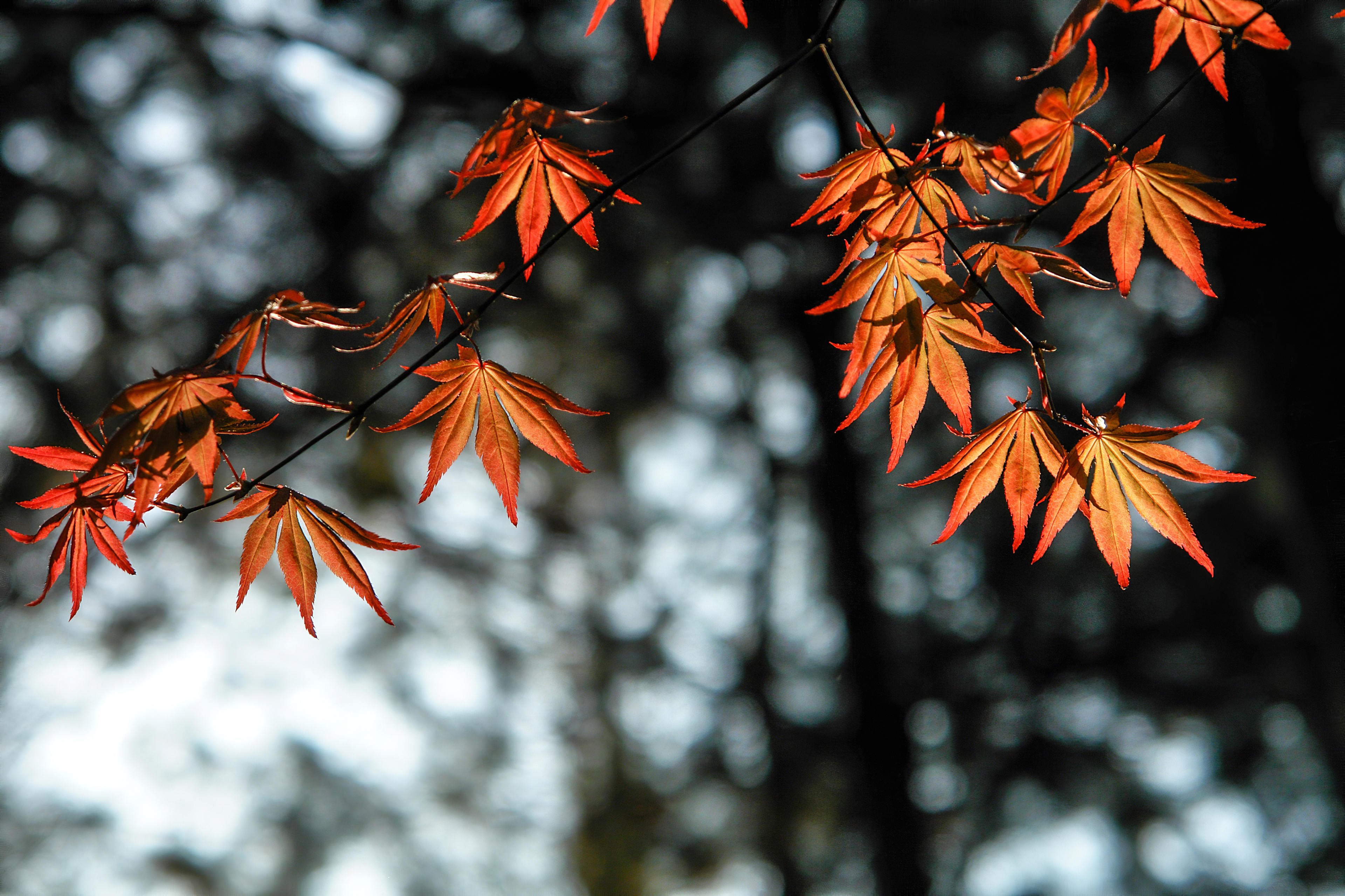 autumn leaves orange 1579380553