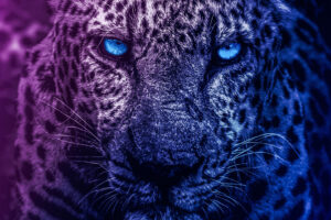 blue eyes lion 1579380386