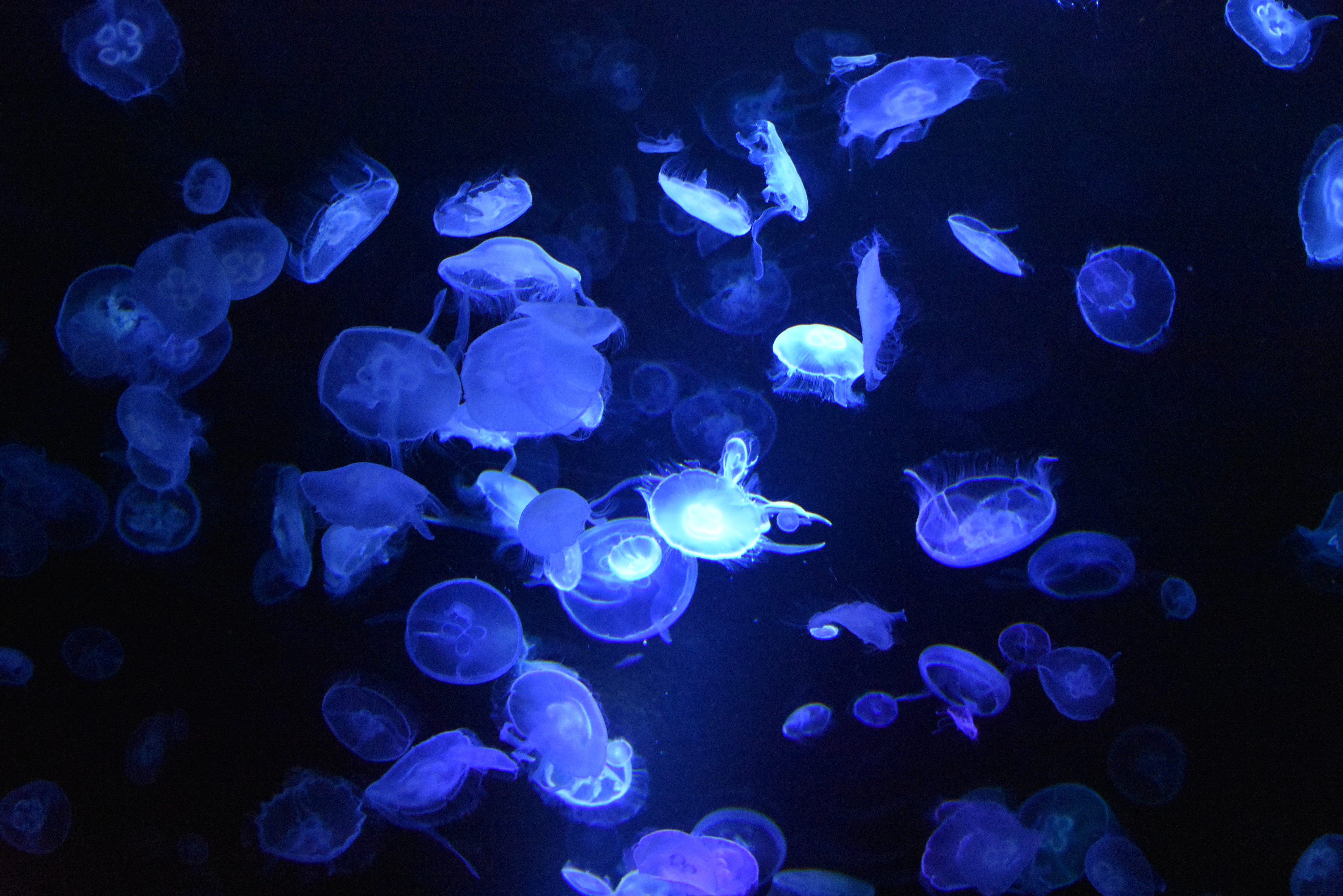 blue jellyfishes underwater 1579380346