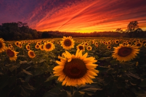 sunflower field 1579380753