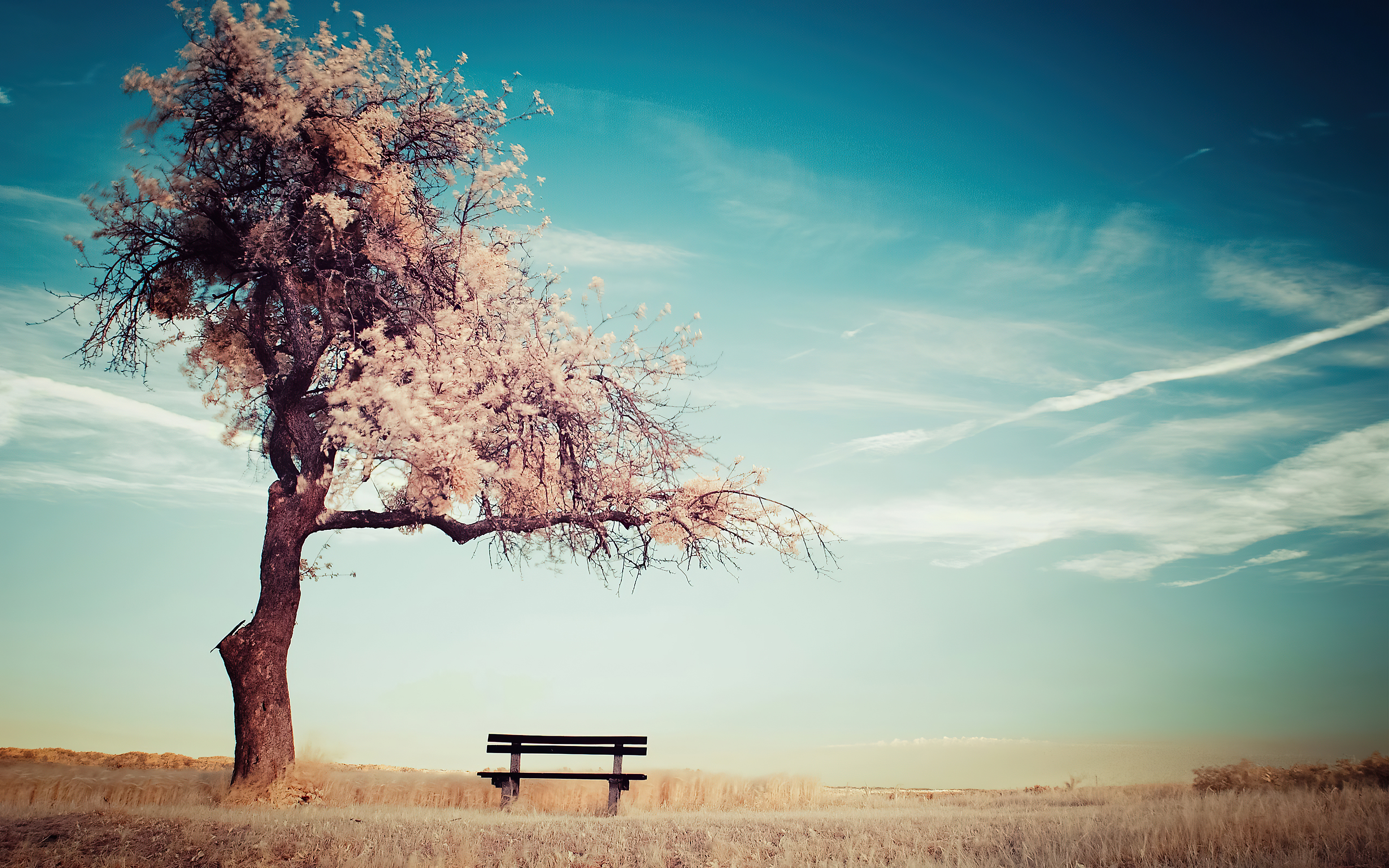 winter tree bench 1596913270