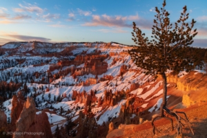 ancient bristlecone pine over bryce canyon 4k 1602606182