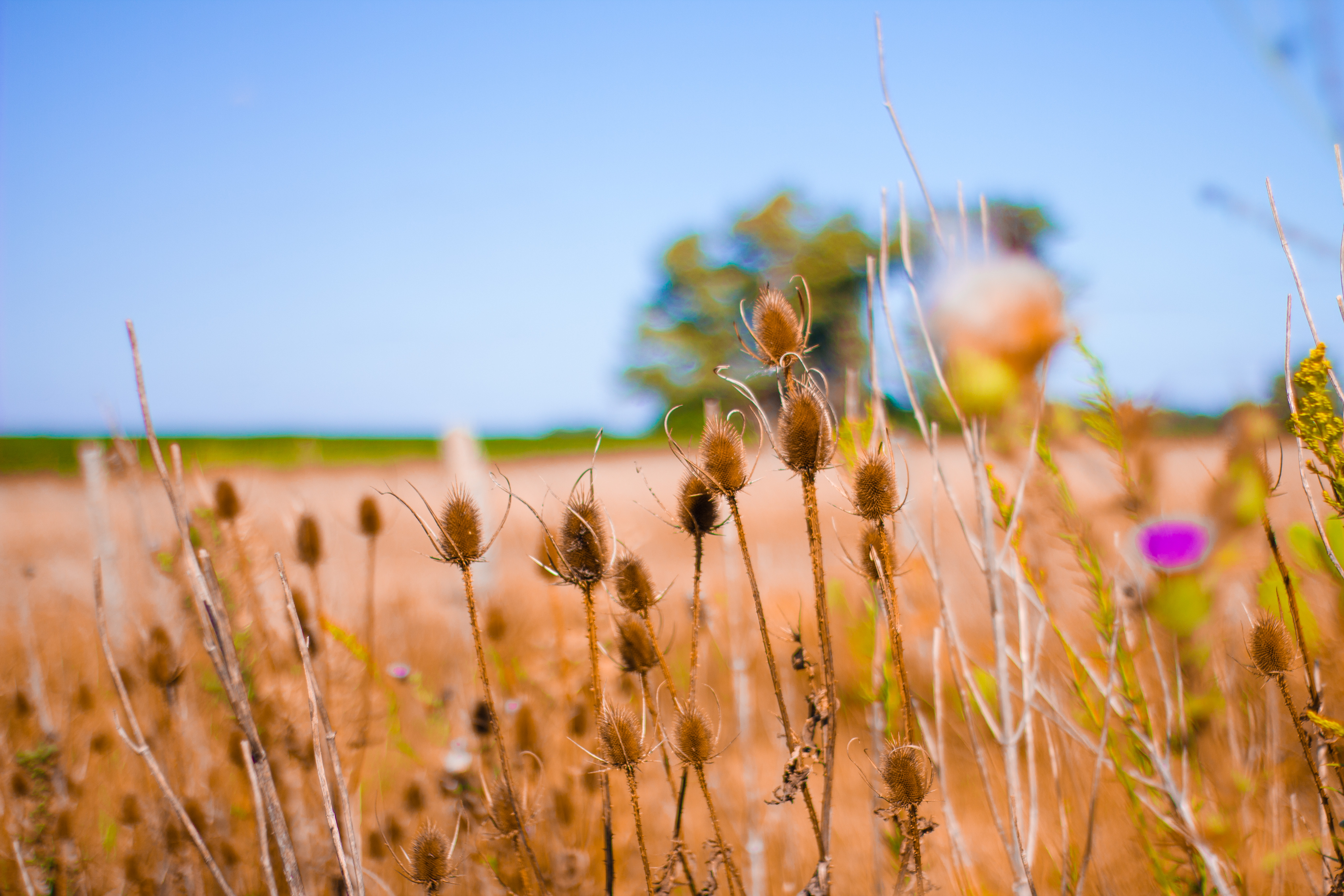 bokeh field crops 4k 1602501613