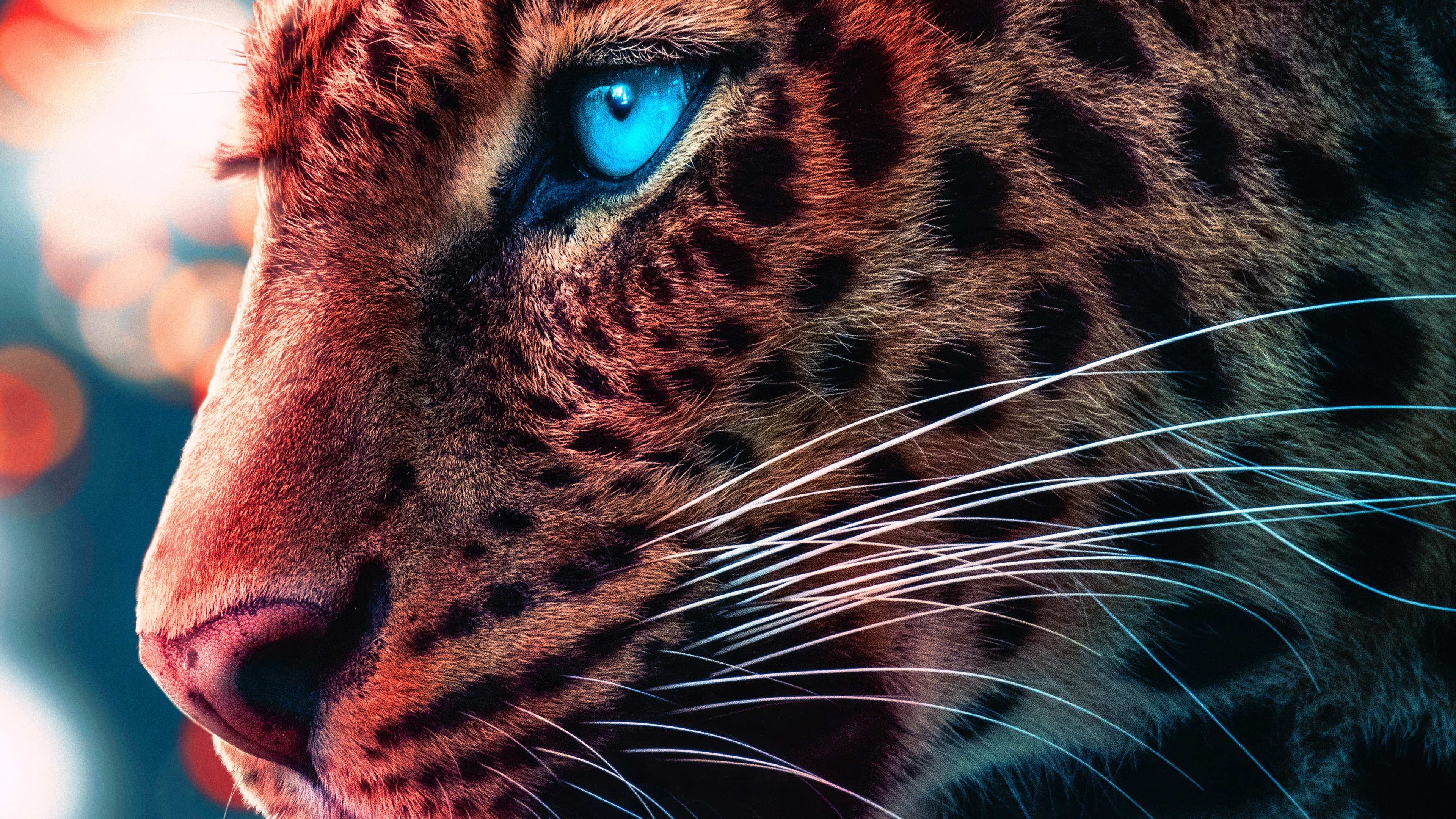 cheetah magical eyes 4k 1602358828