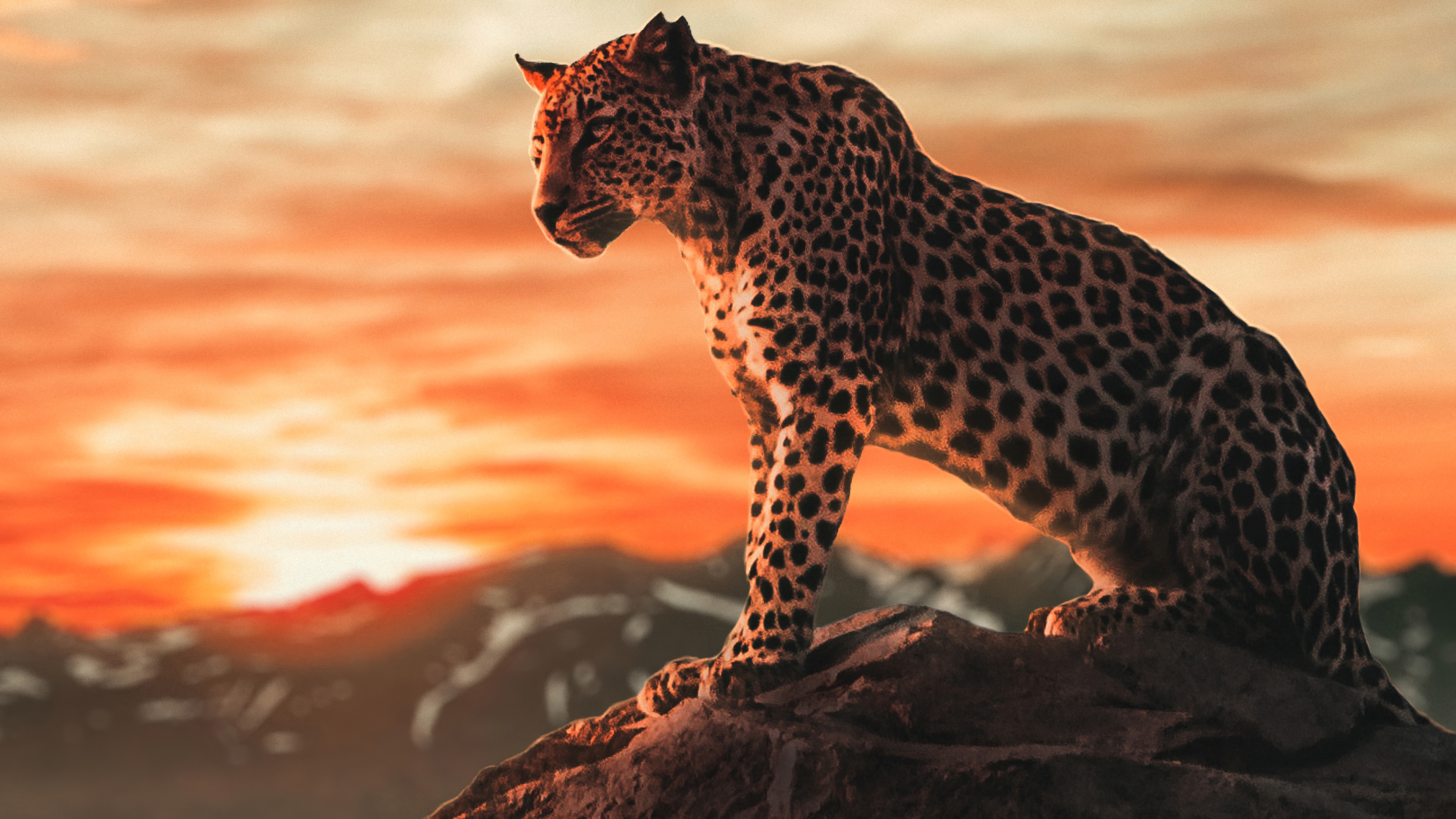 cheetah morning time 4k 1602359217