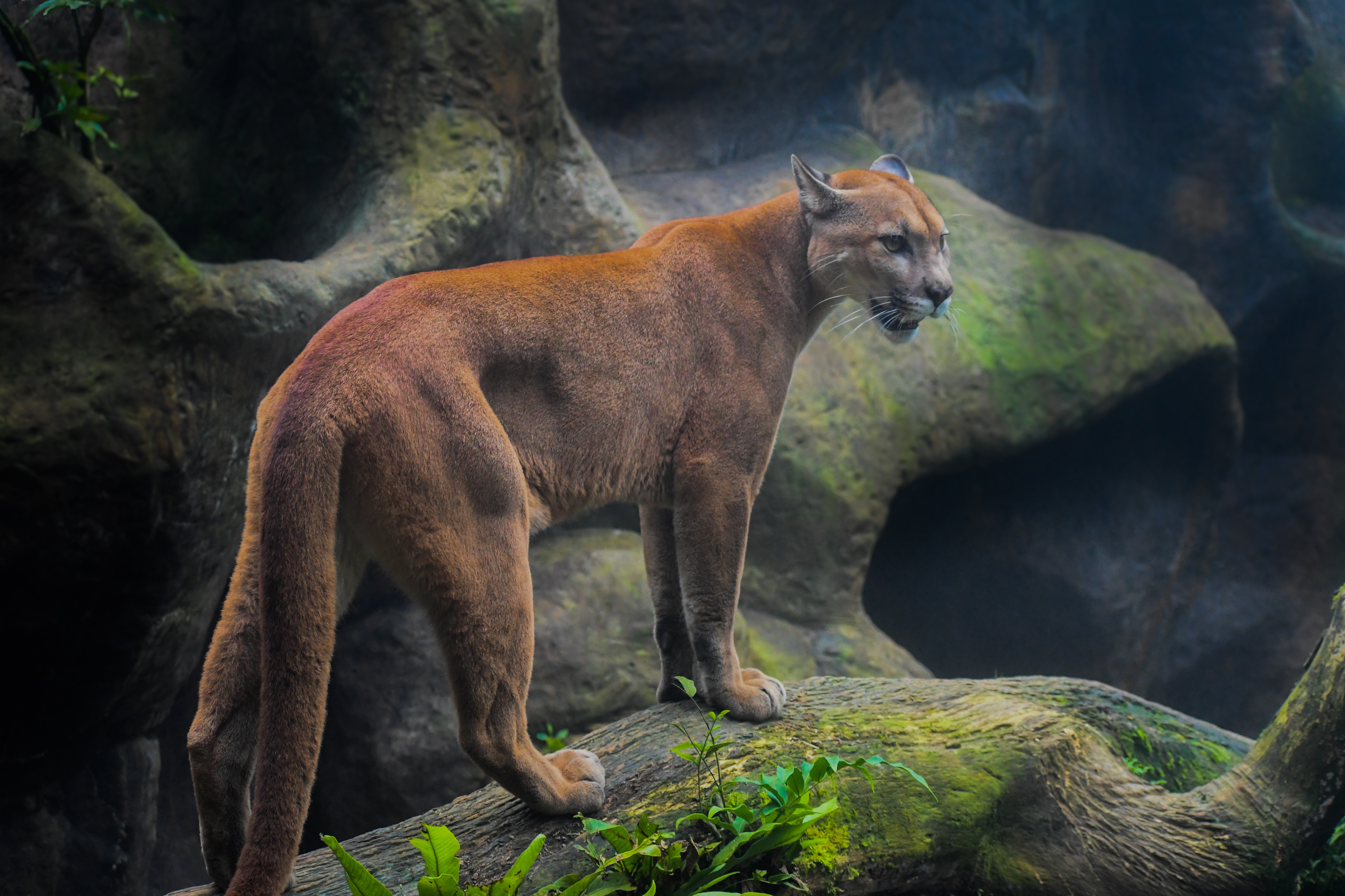 HD cougar mountain wallpapers | Peakpx