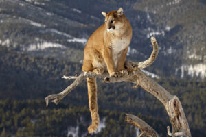 cougar on a branch 4k 1603014719