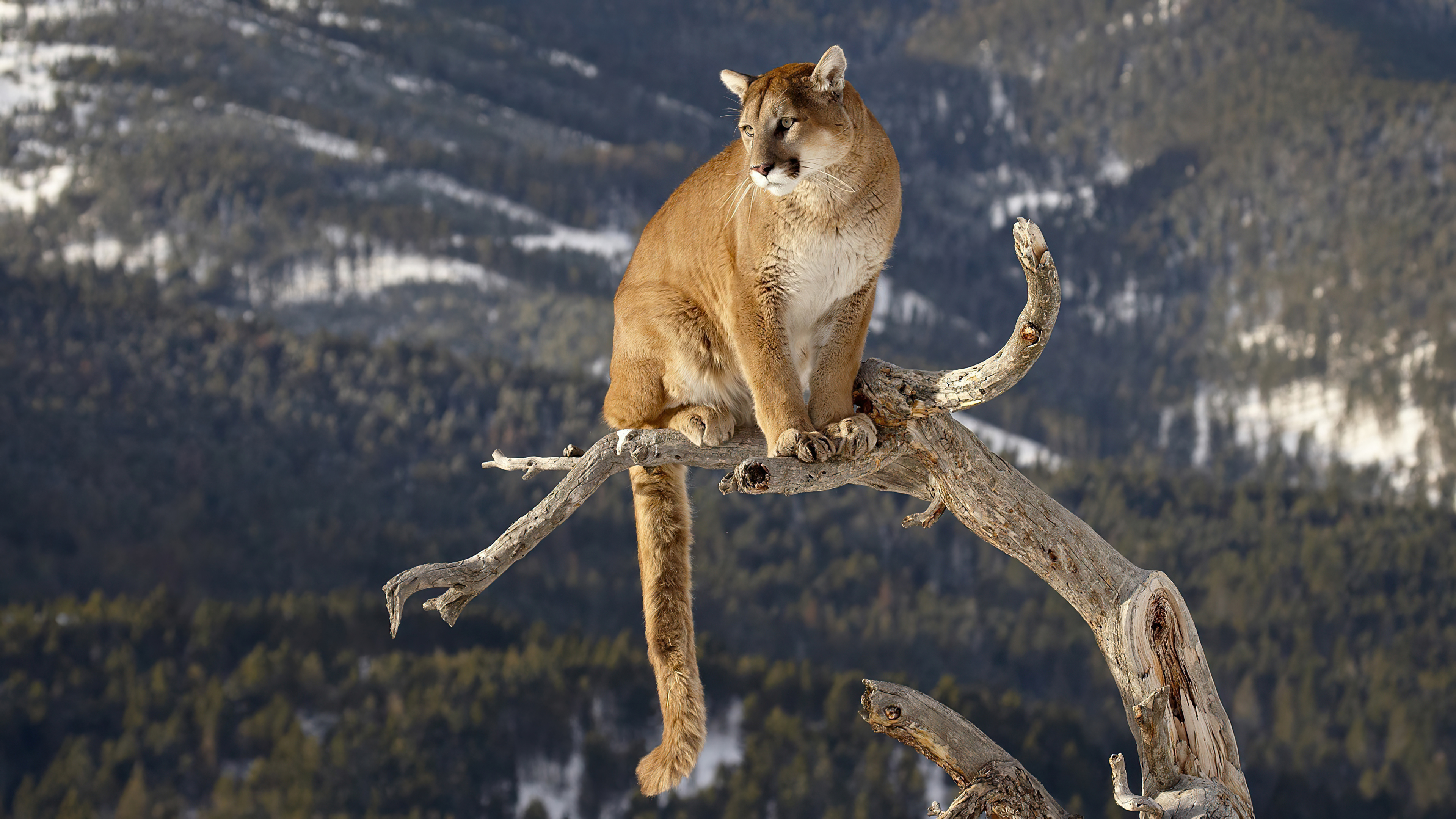 cougar on a branch 4k 1603014719