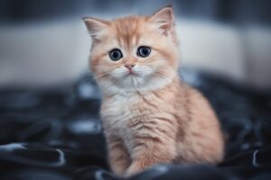 cute kitten 4k 1603014770