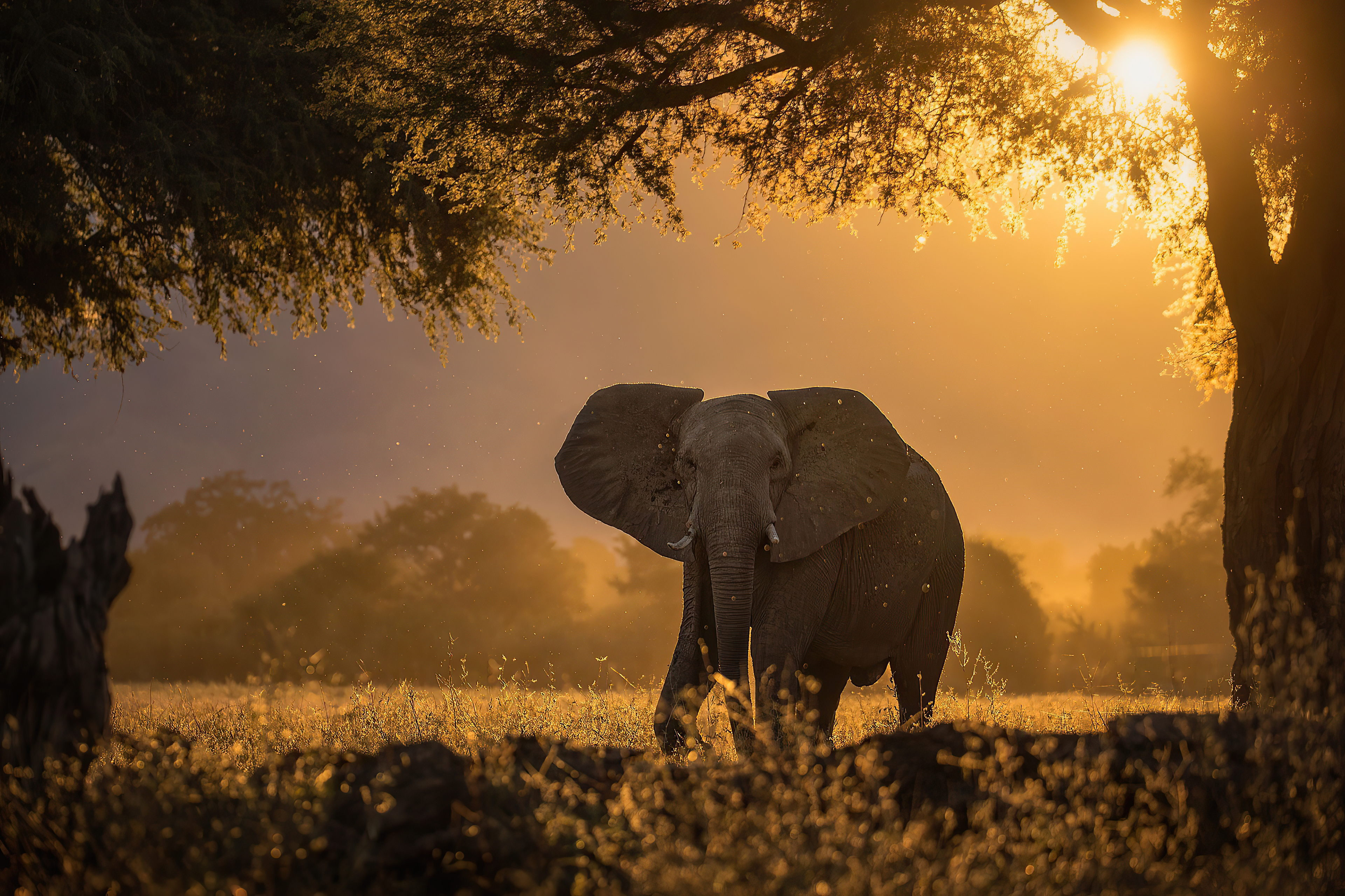 elephant forest sunbeams morning 4k 1603014719