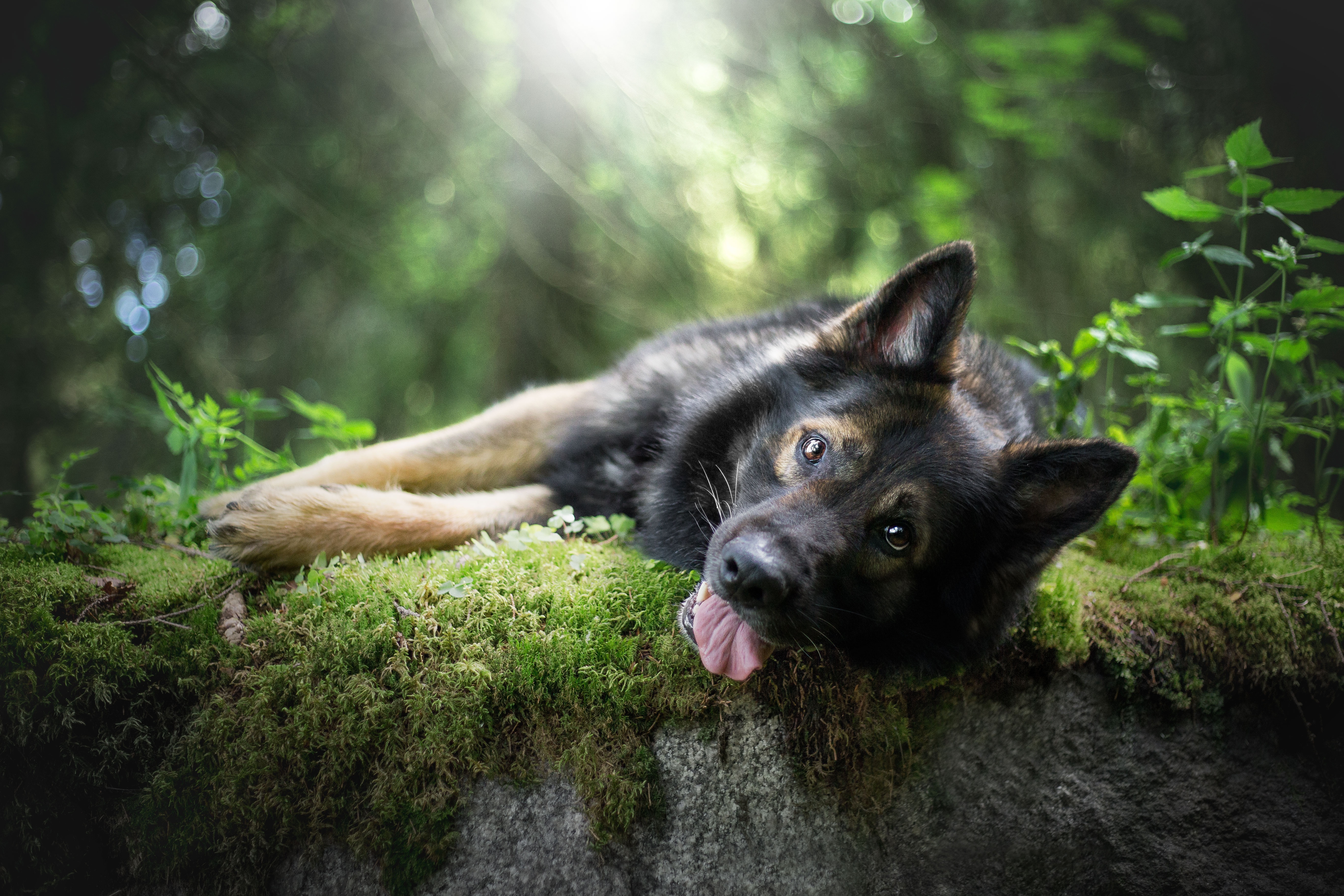 german shepherd tongue out 4k 1603014815