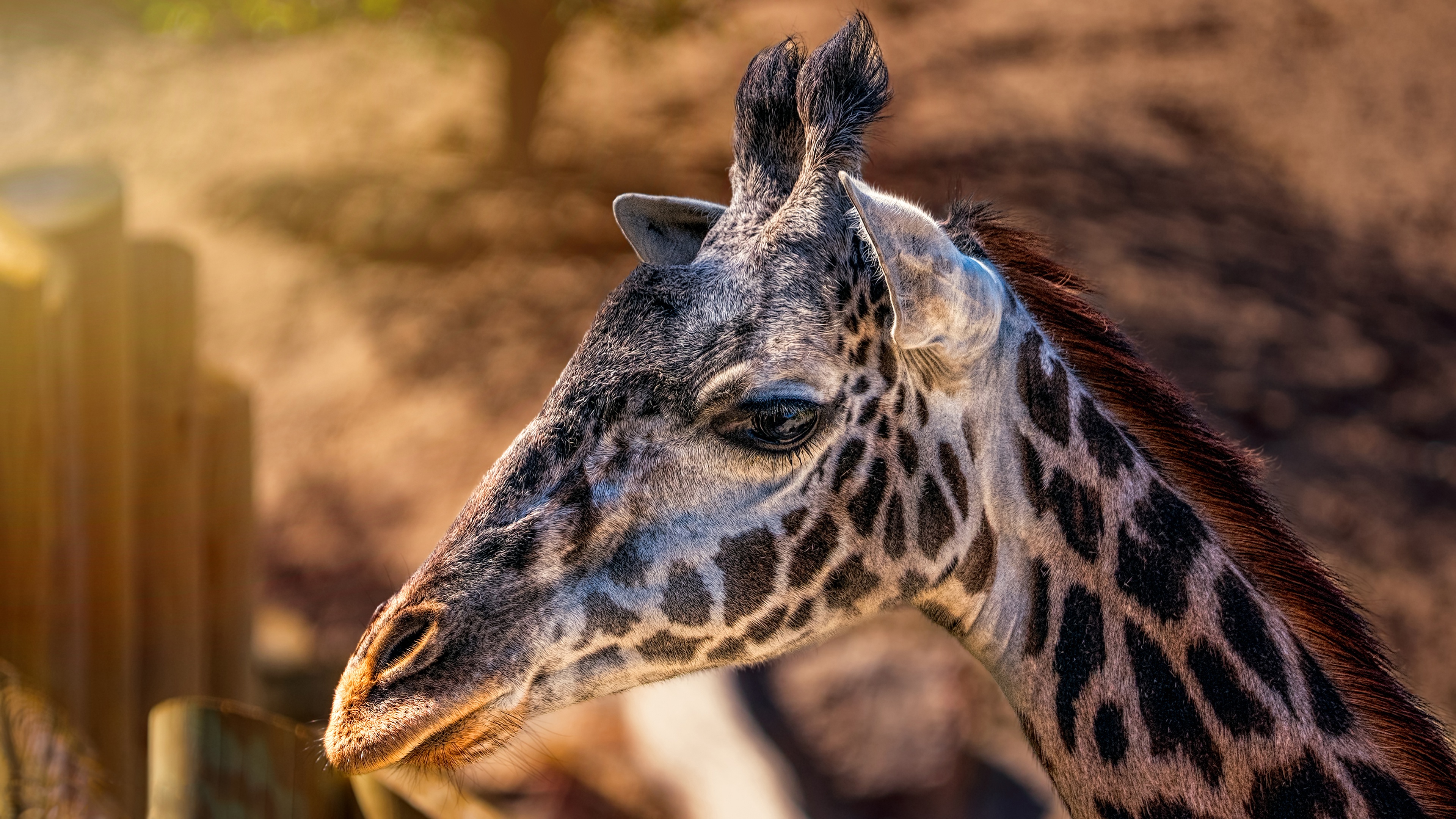 giraffes head closeup 4k 1602359198