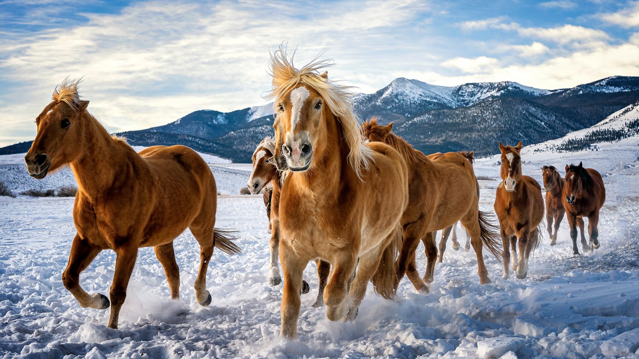 Horses Snow Running 4k