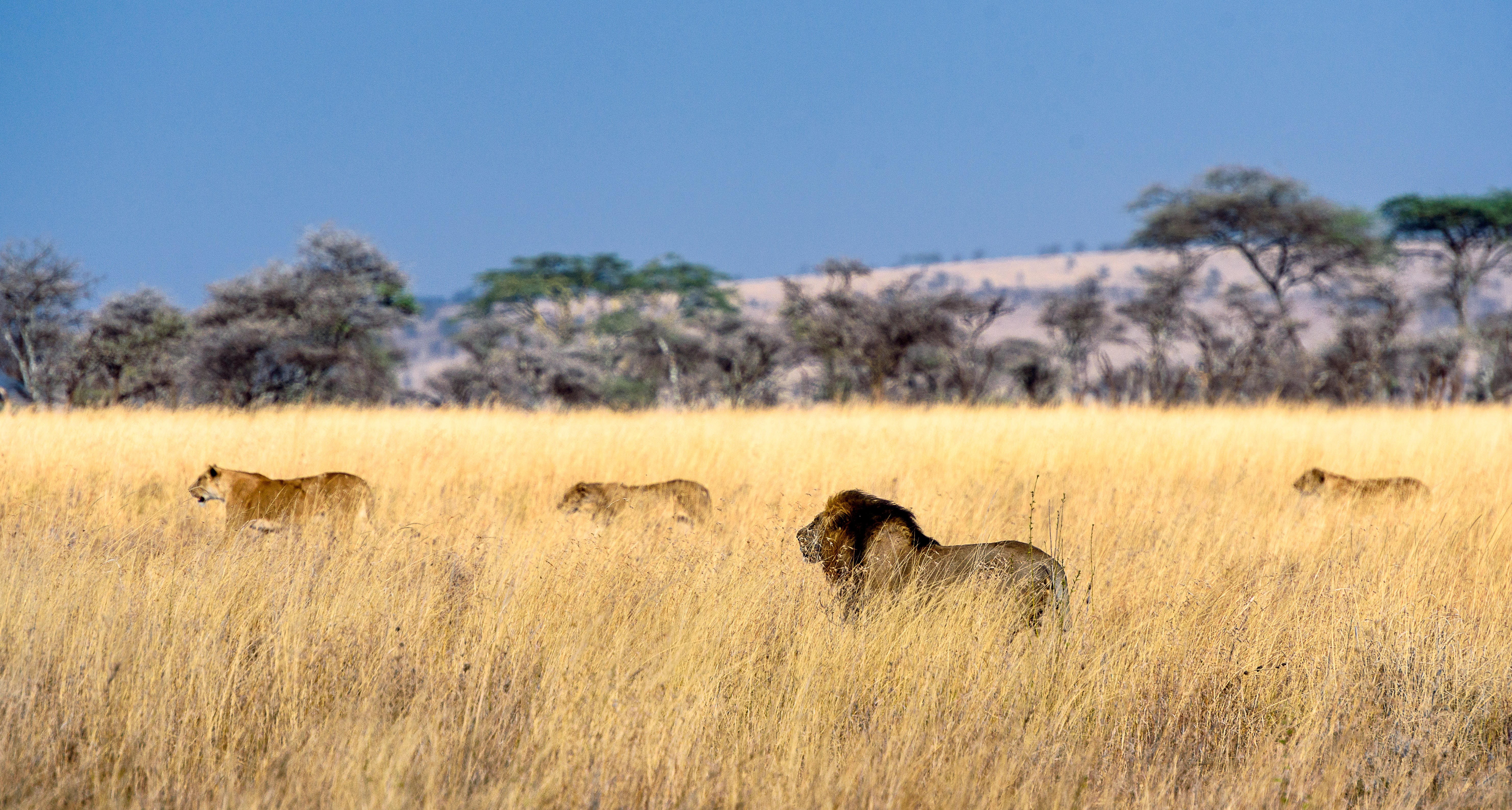 lion field 4k 1602359173