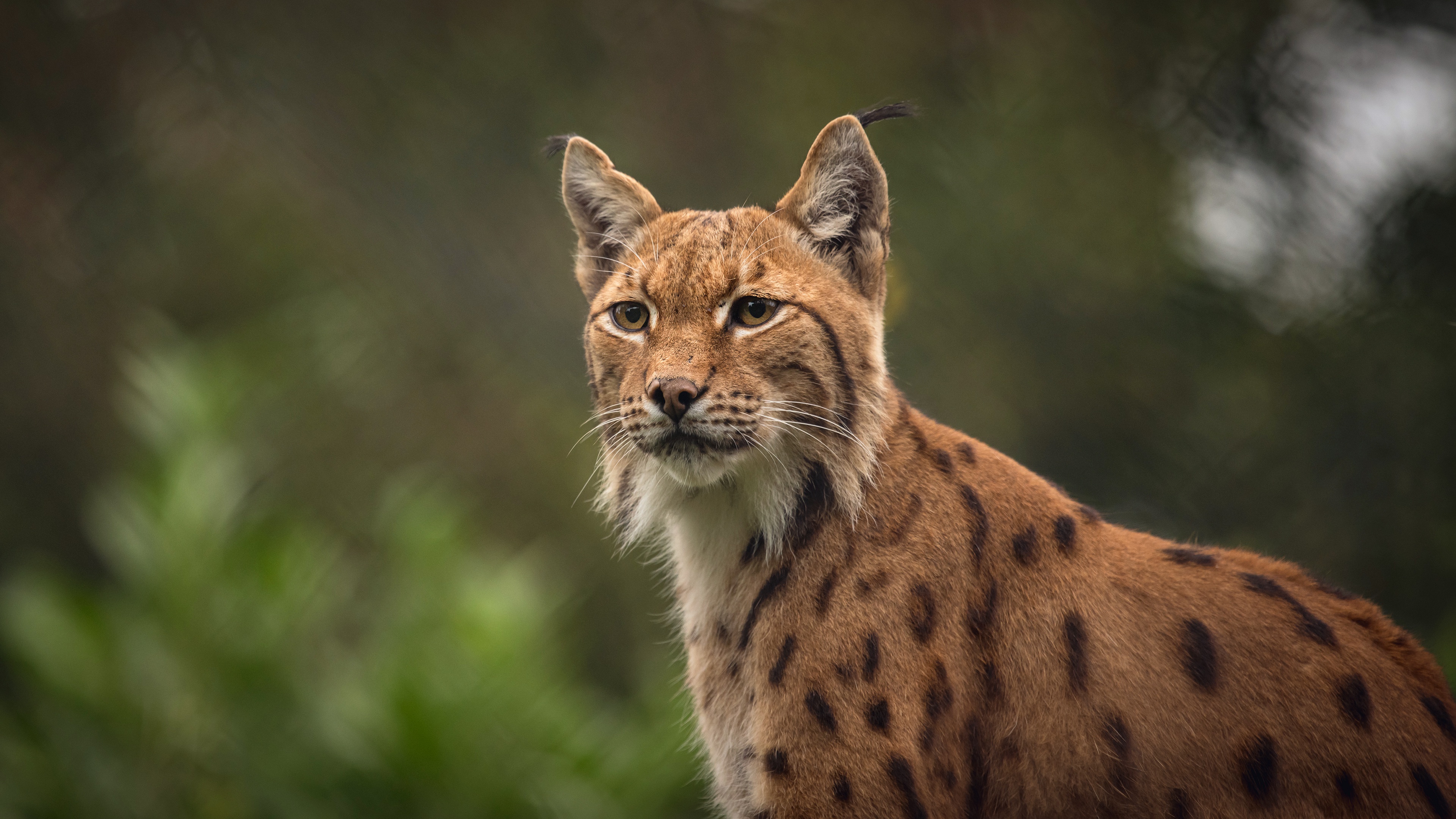 lynxes 4k 1603014858