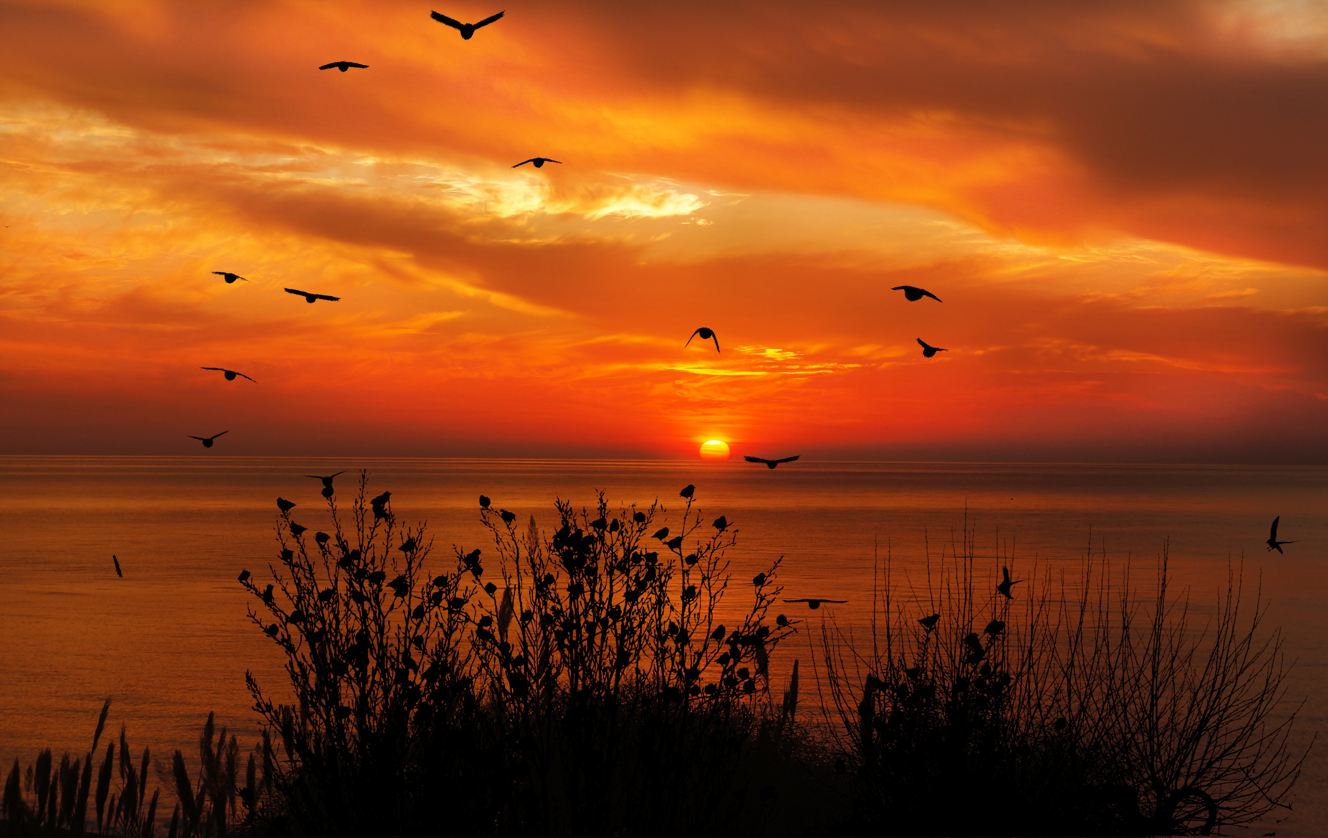 ocean sky birds flying towards sunset 4k 1602504894