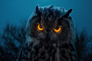 owl glowing eyes 4k 1603014719