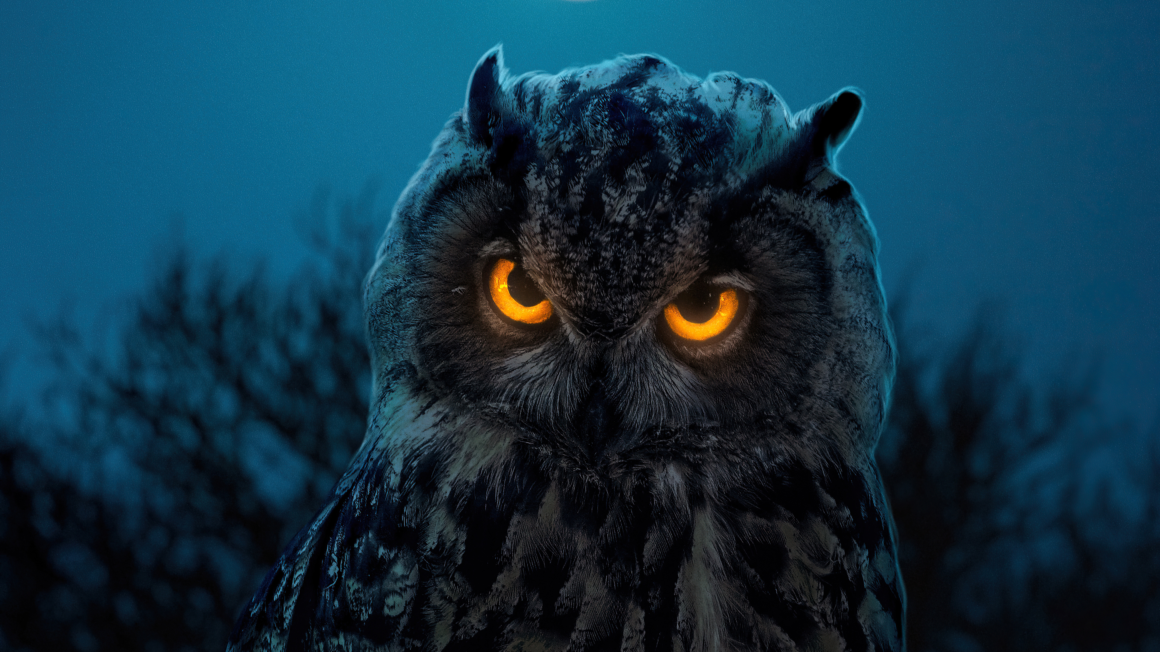 owl glowing eyes 4k 1603014719